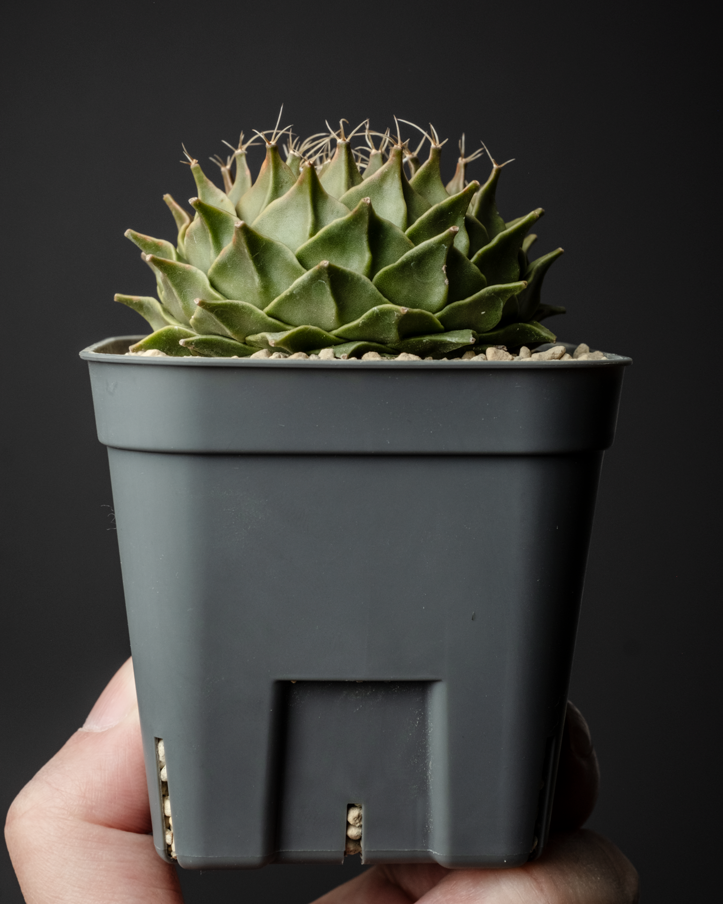 Obregonia denegrii 帝冠 #1