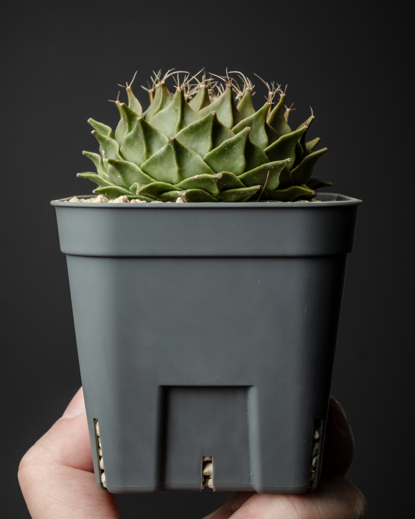 Obregonia denegrii 帝冠 #1