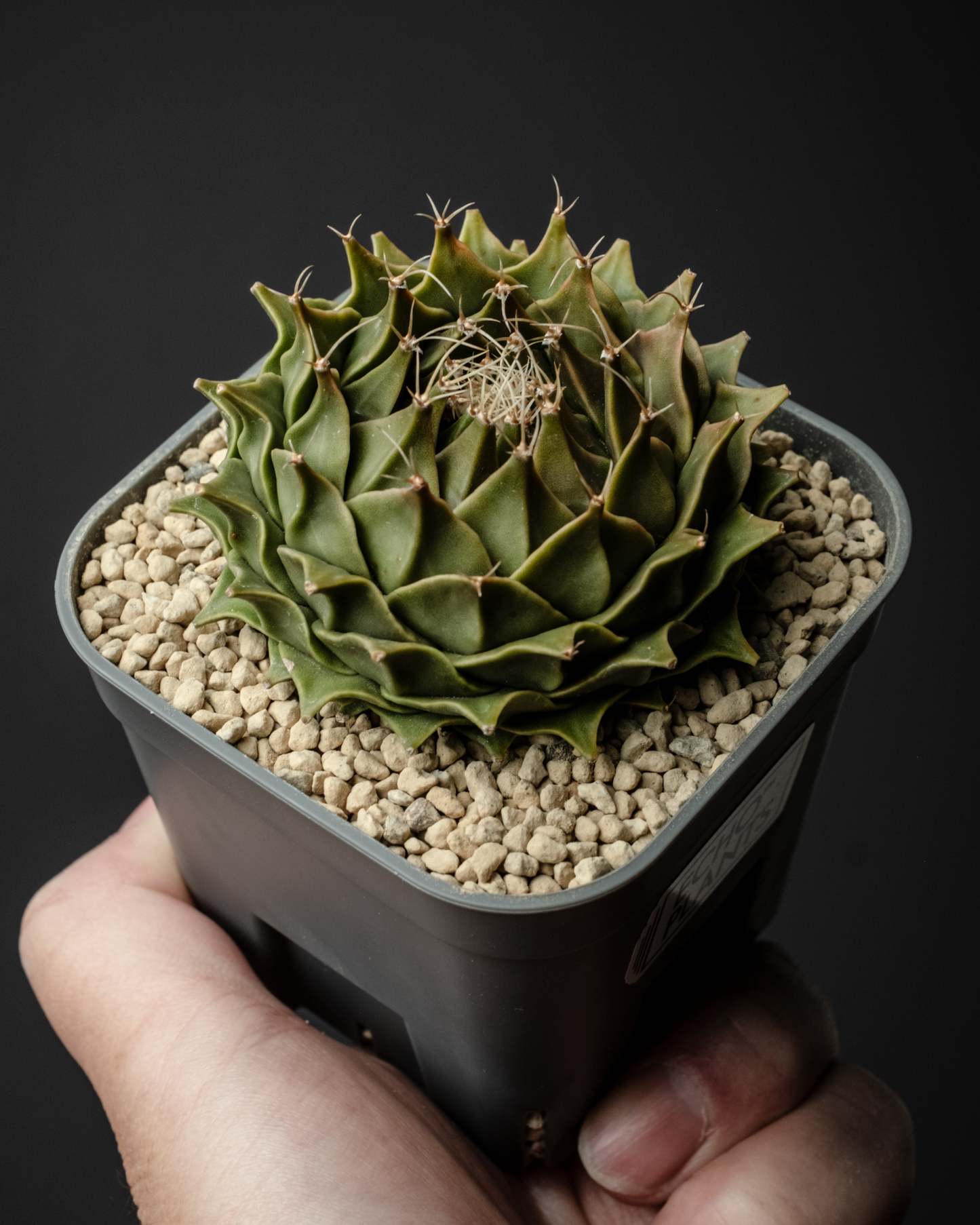 Obregonia denegrii 帝冠 #1