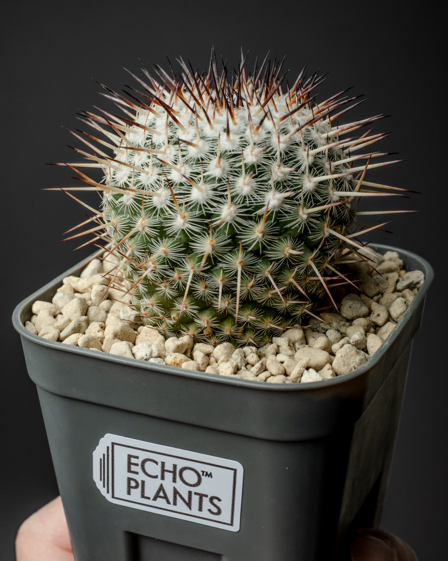 Mammillaria parkinsonii 'Azarashi' #1