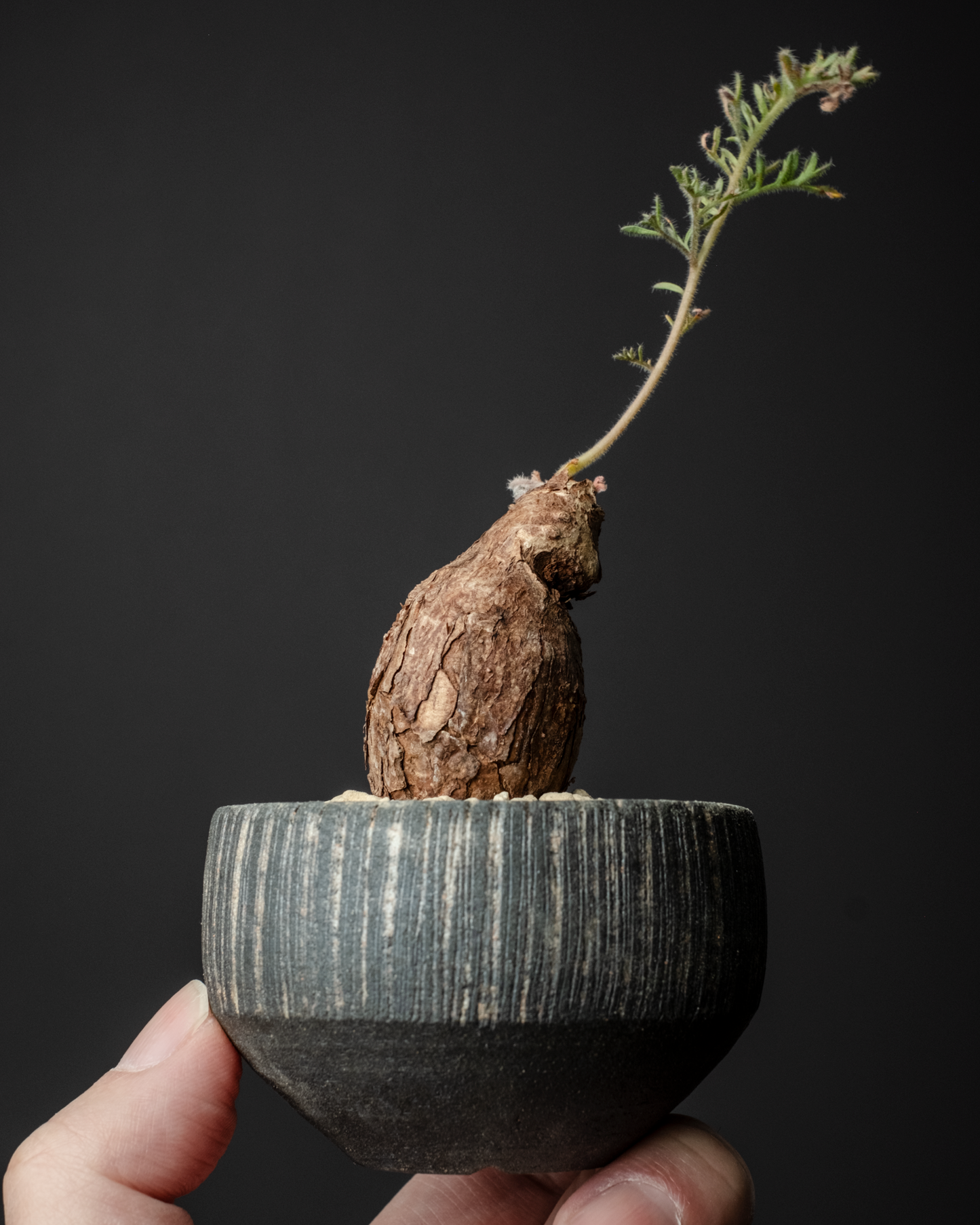 Pelargonium triste on murasame