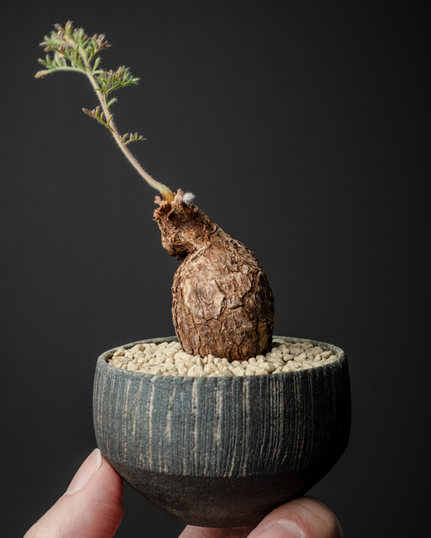 Pelargonium triste on murasame