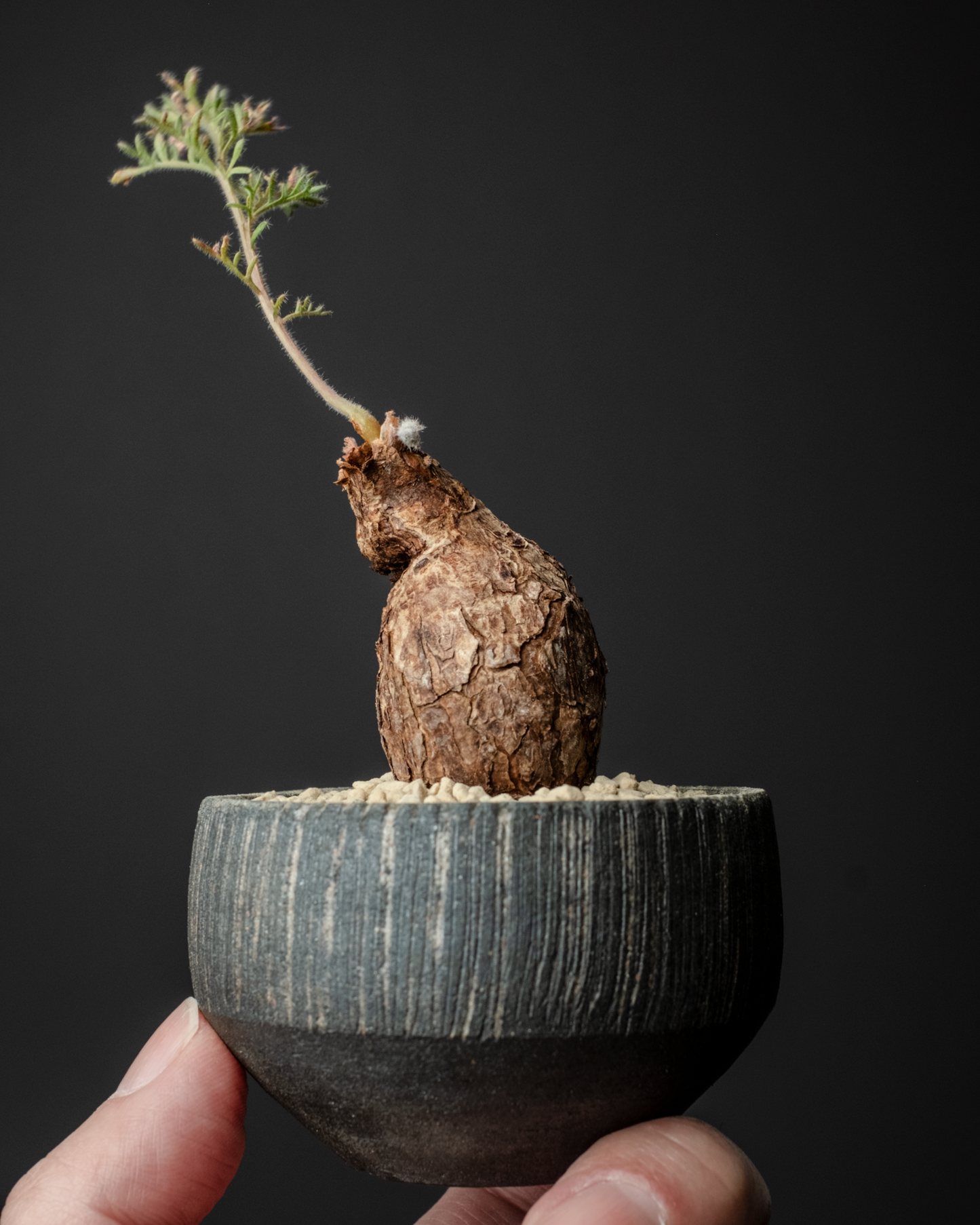 Pelargonium triste on murasame