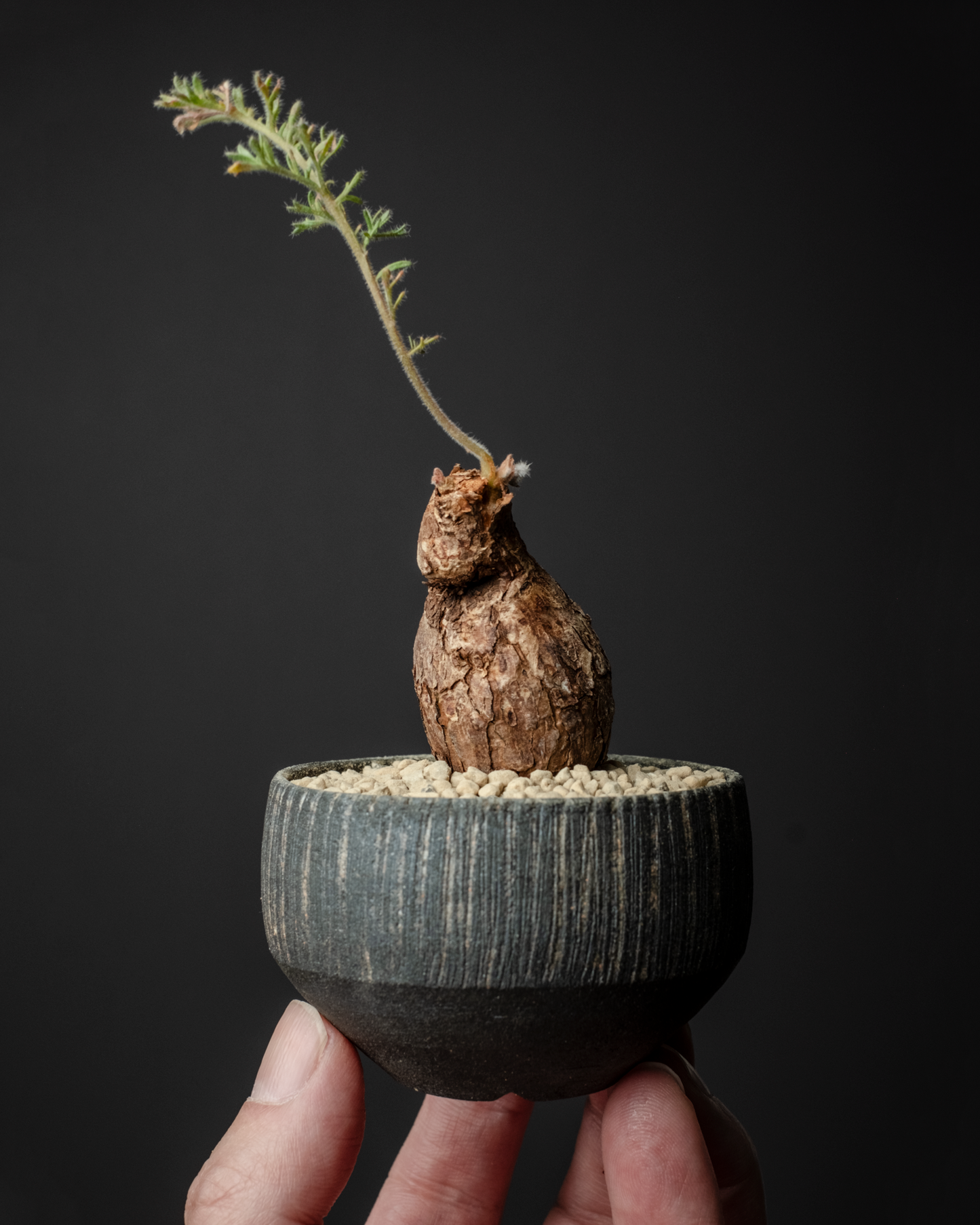 Pelargonium triste on murasame