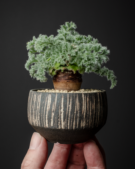 Pelargonium appendiculatum on murasame