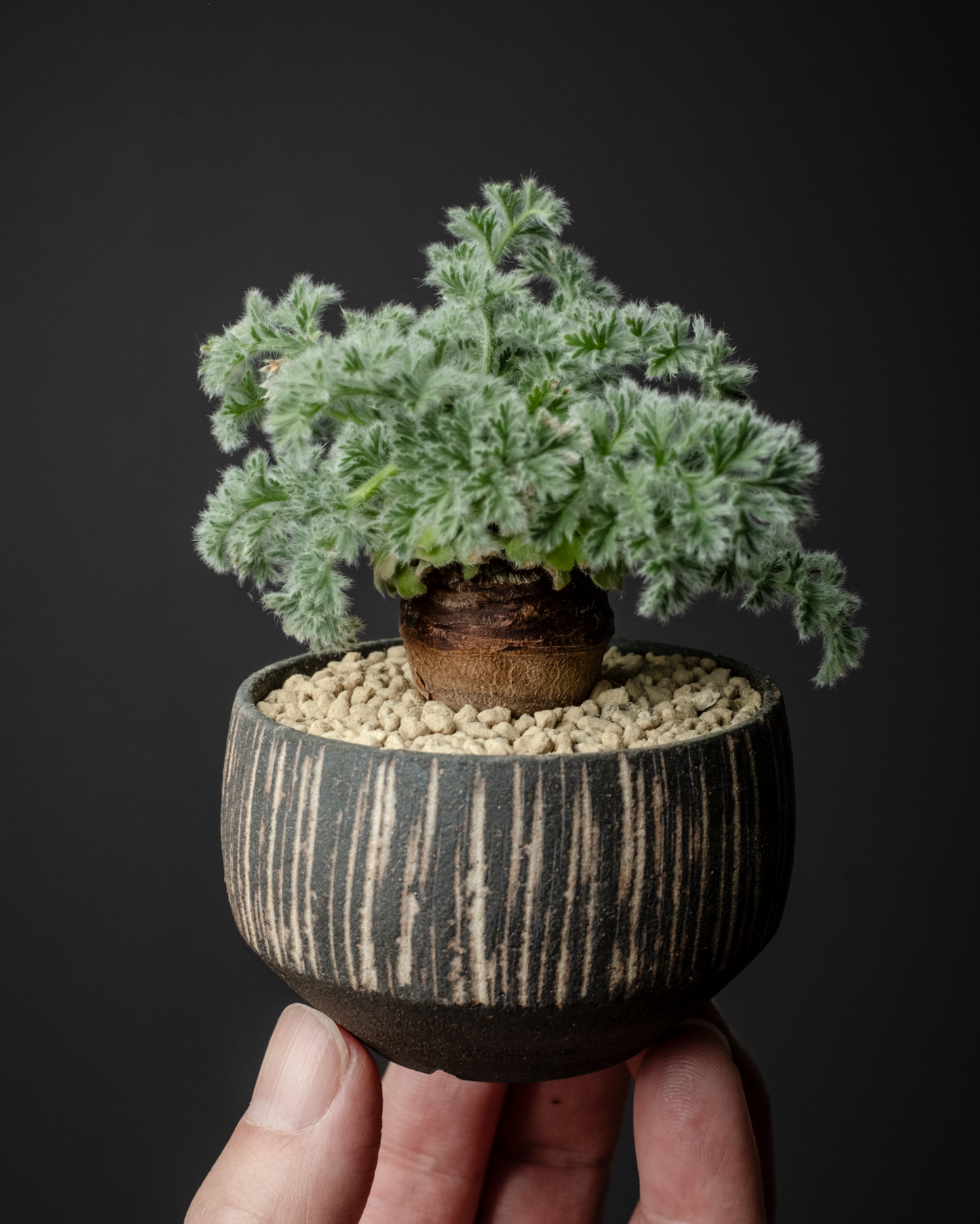 Pelargonium appendiculatum on murasame