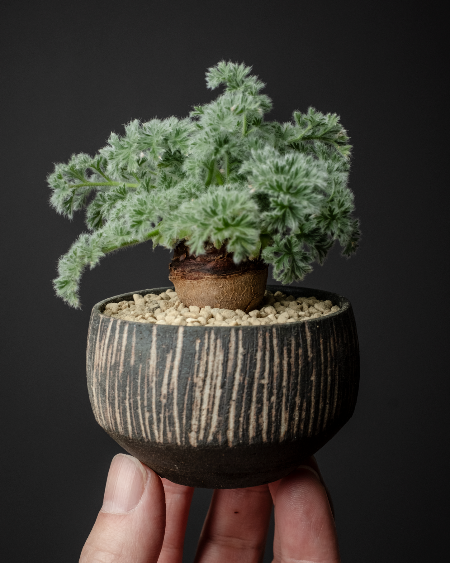 Pelargonium appendiculatum on murasame