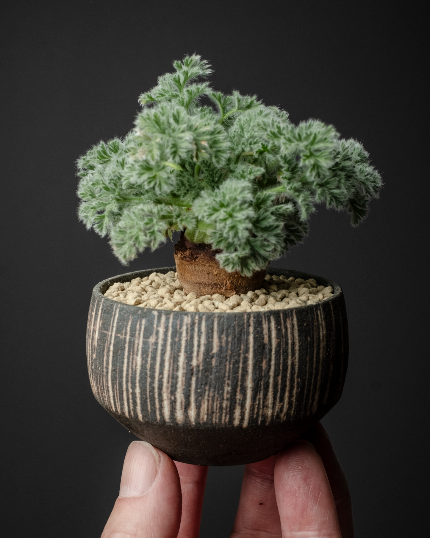 Pelargonium appendiculatum on murasame