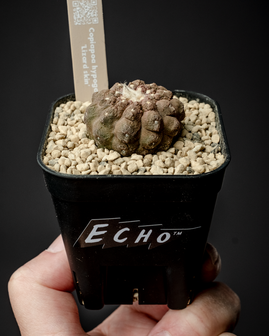 Copiapoa hypogaea ’Lizard skin’