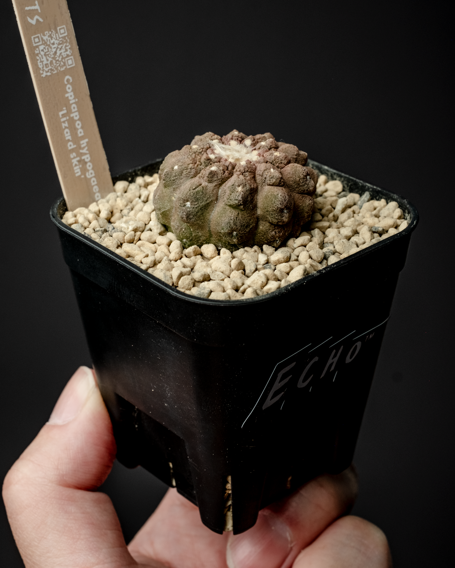 Copiapoa hypogaea ’Lizard skin’