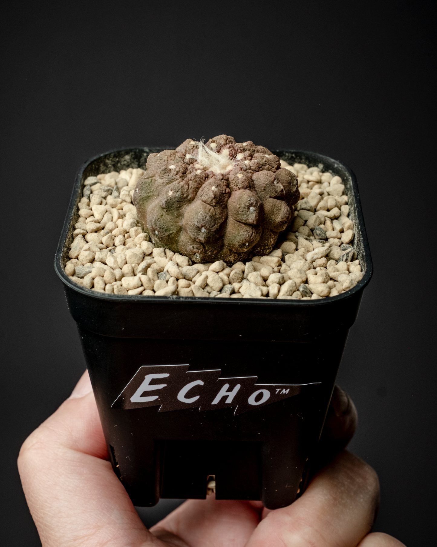 Copiapoa hypogaea ’Lizard skin’