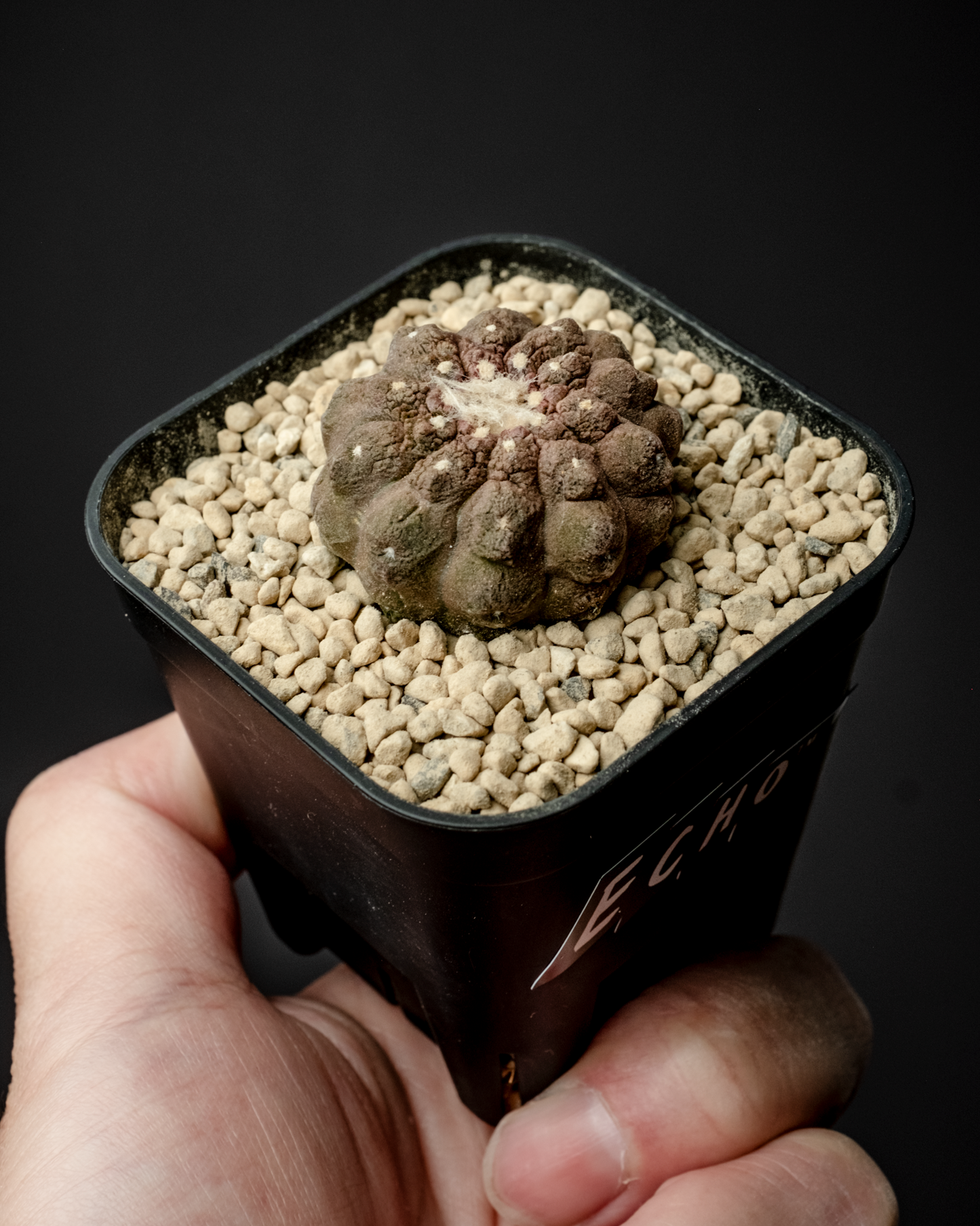 Copiapoa hypogaea ’Lizard skin’