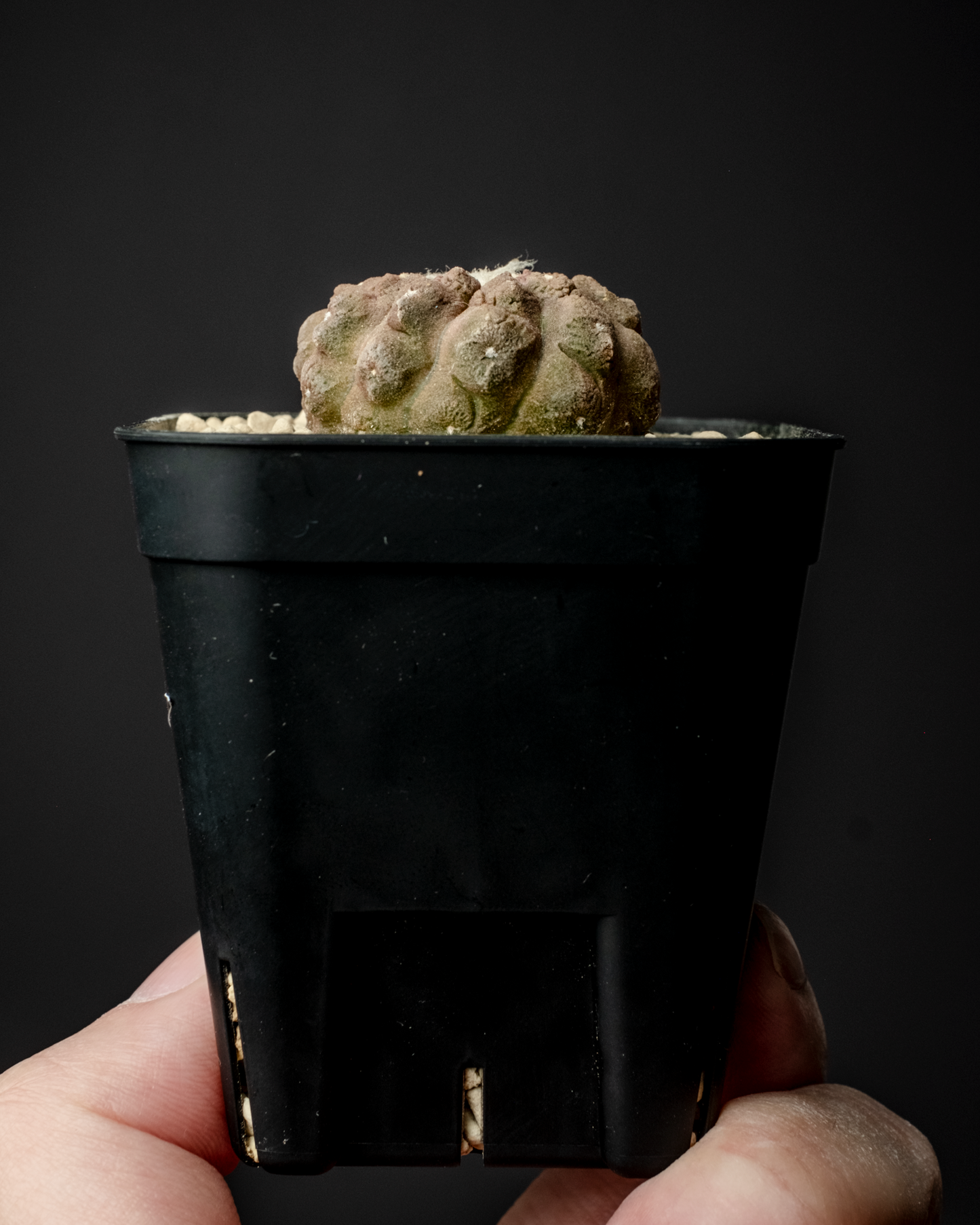 Copiapoa hypogaea ’Lizard skin’