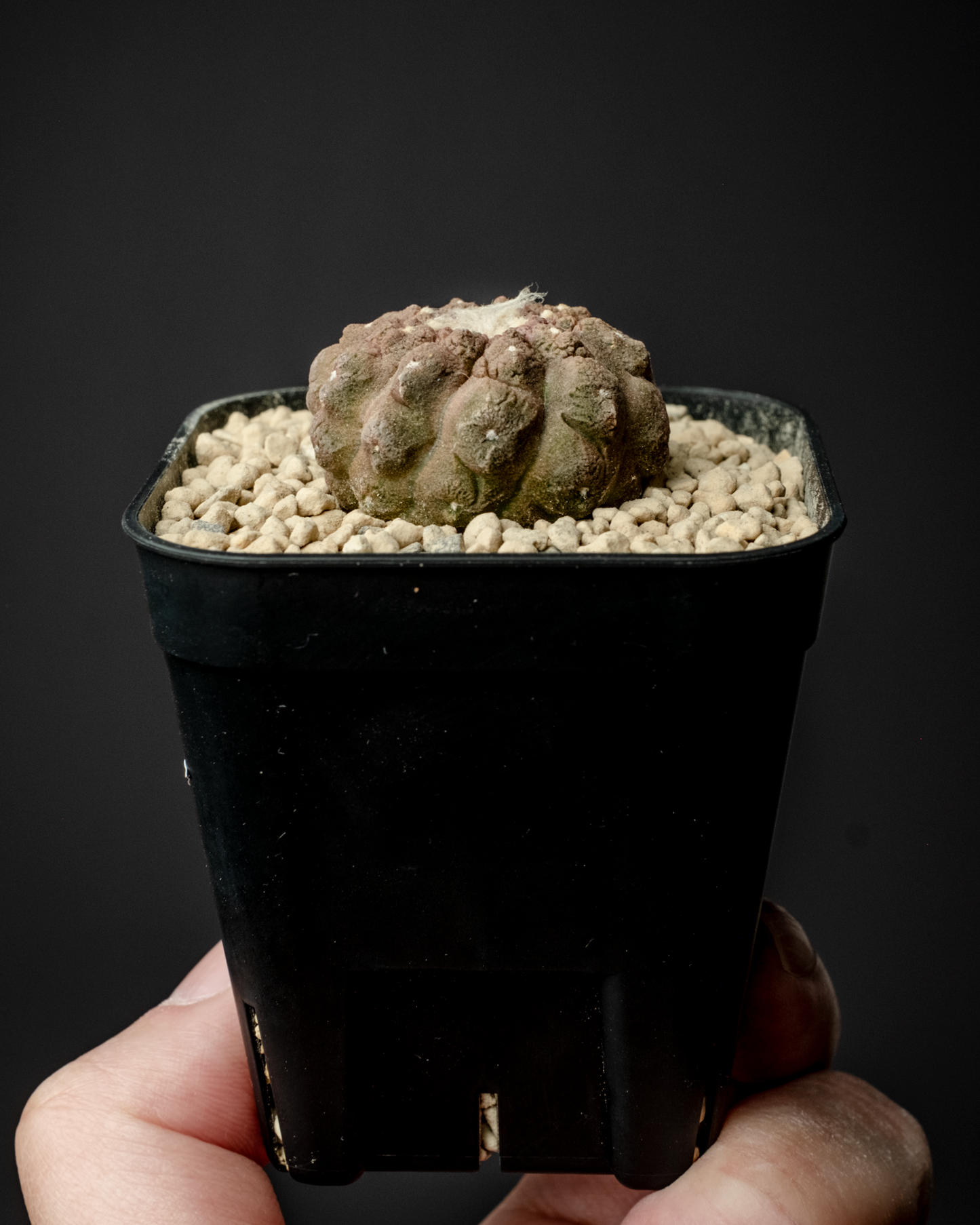 Copiapoa hypogaea ’Lizard skin’