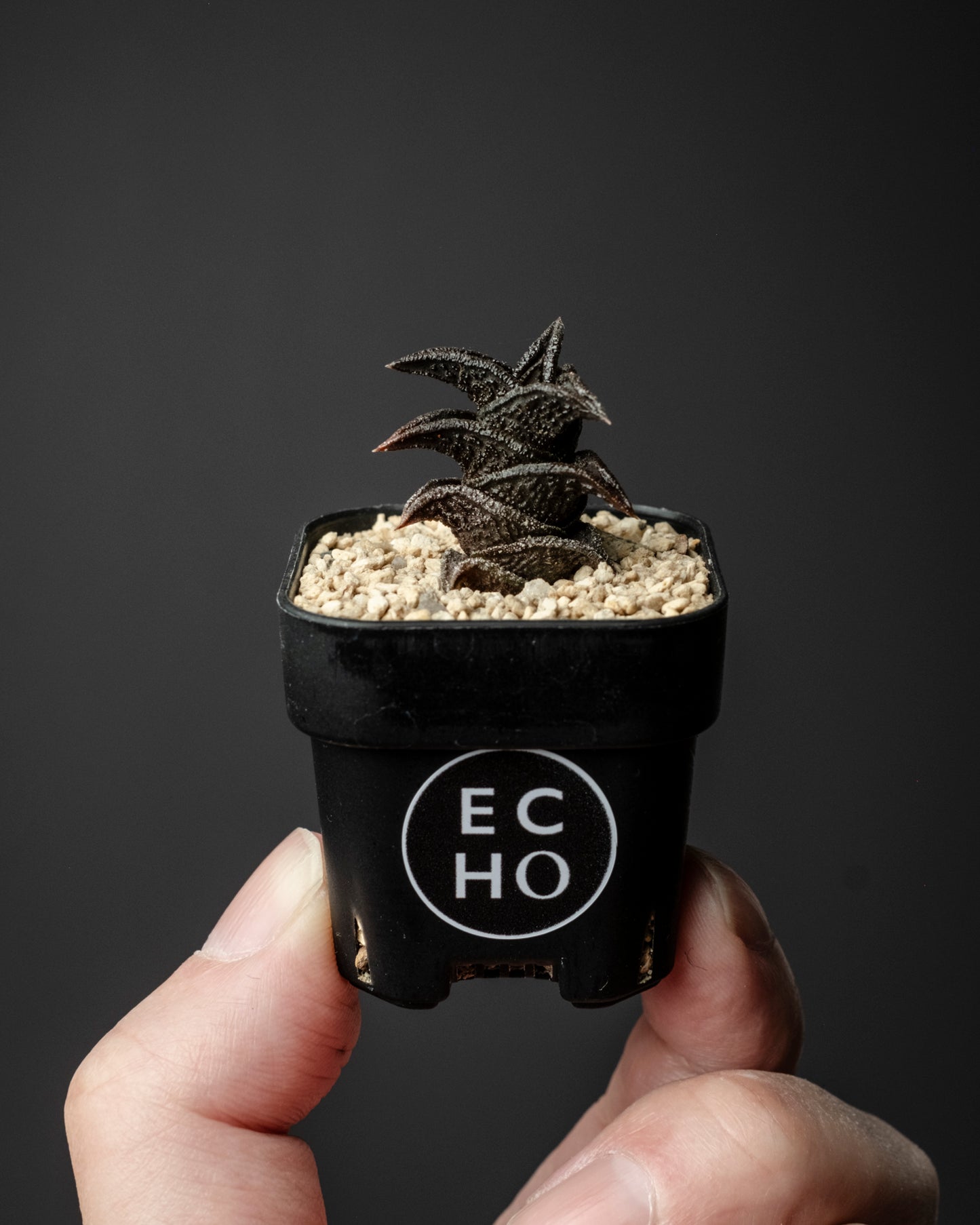 Haworthia nigra