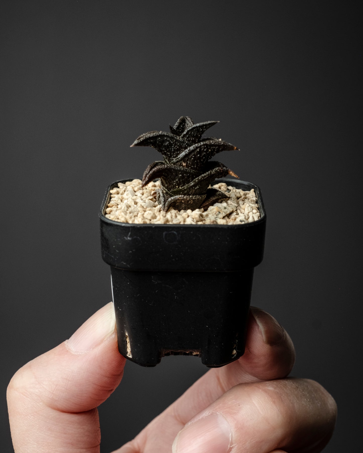 Haworthia nigra