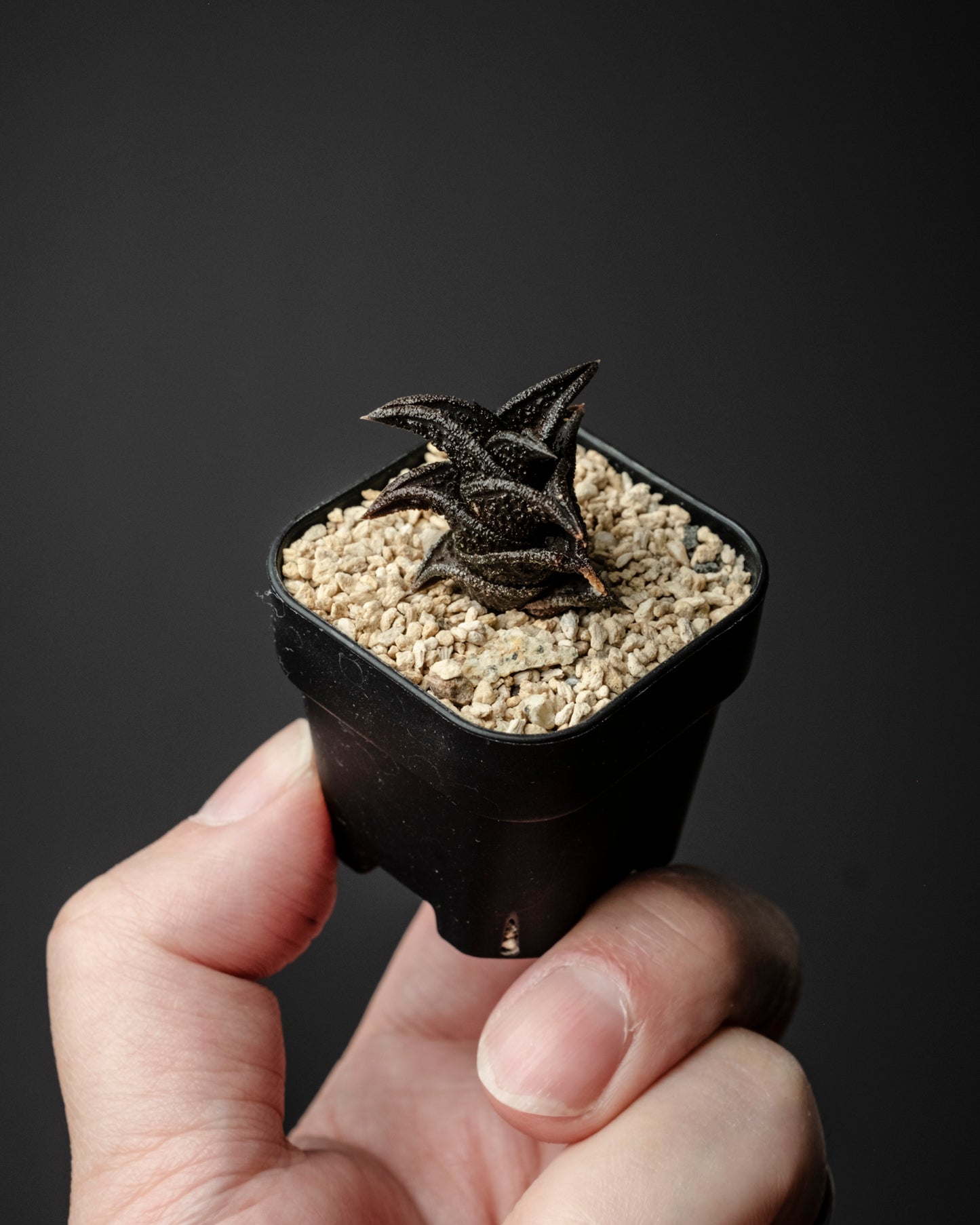 Haworthia nigra