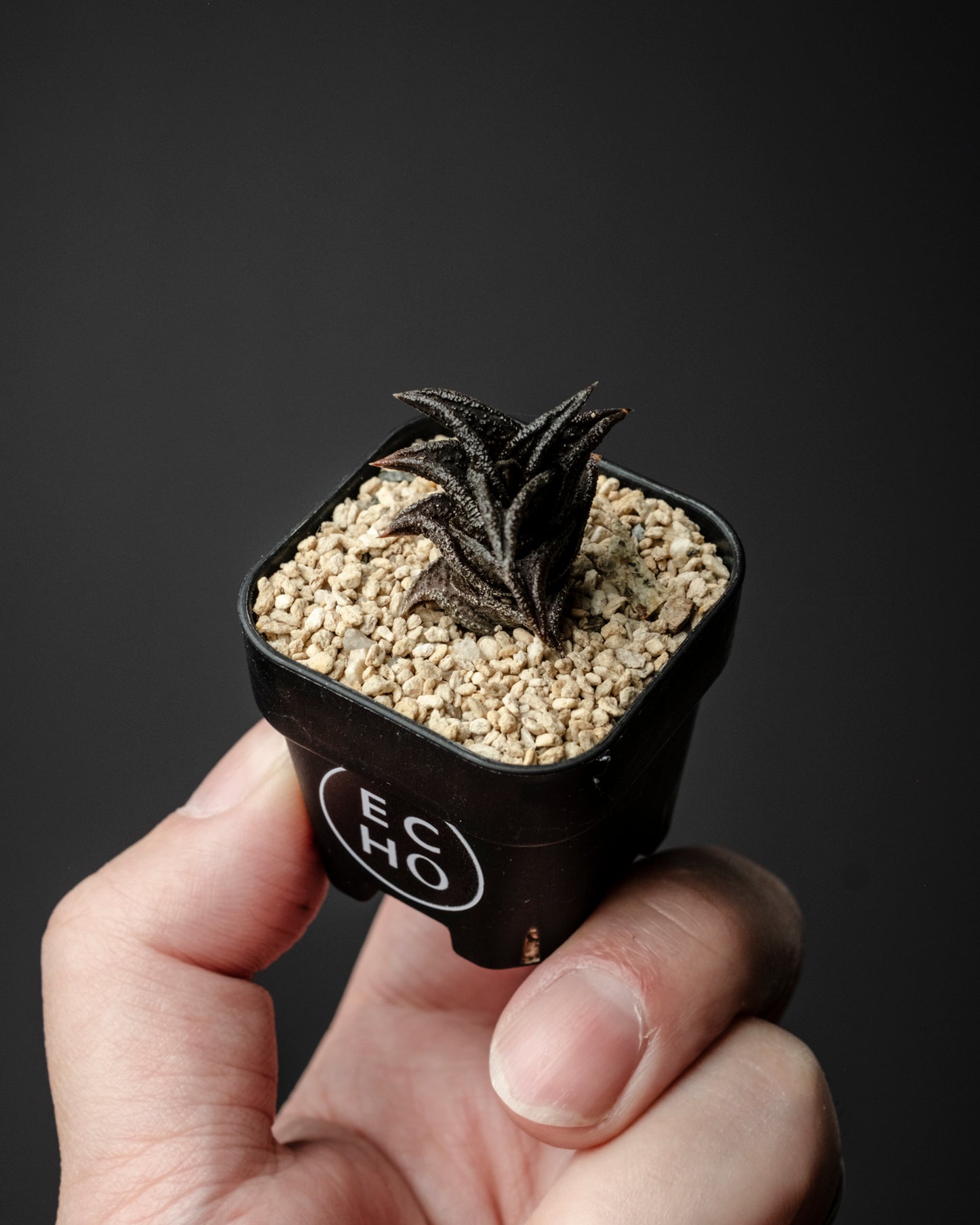Haworthia nigra