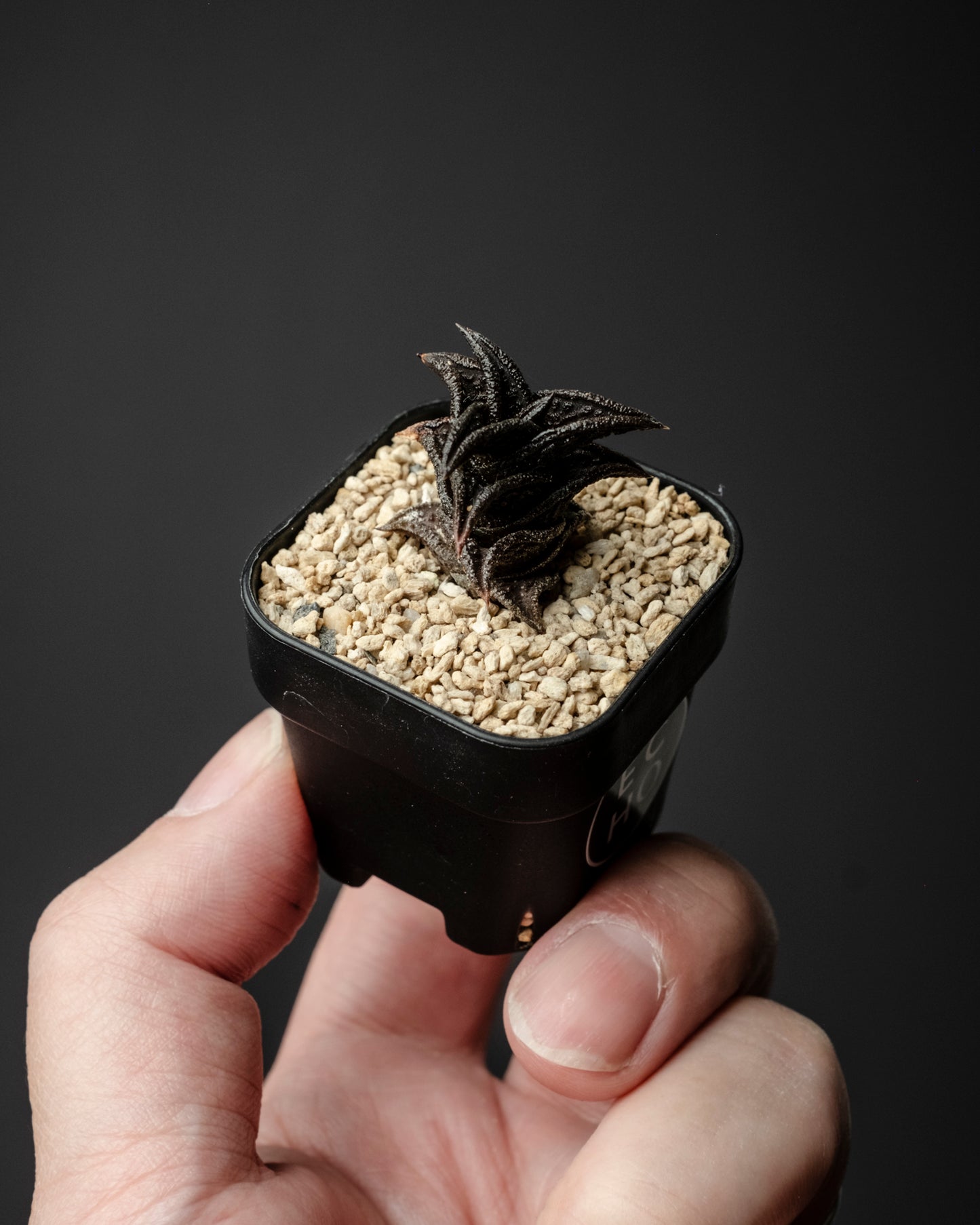 Haworthia nigra