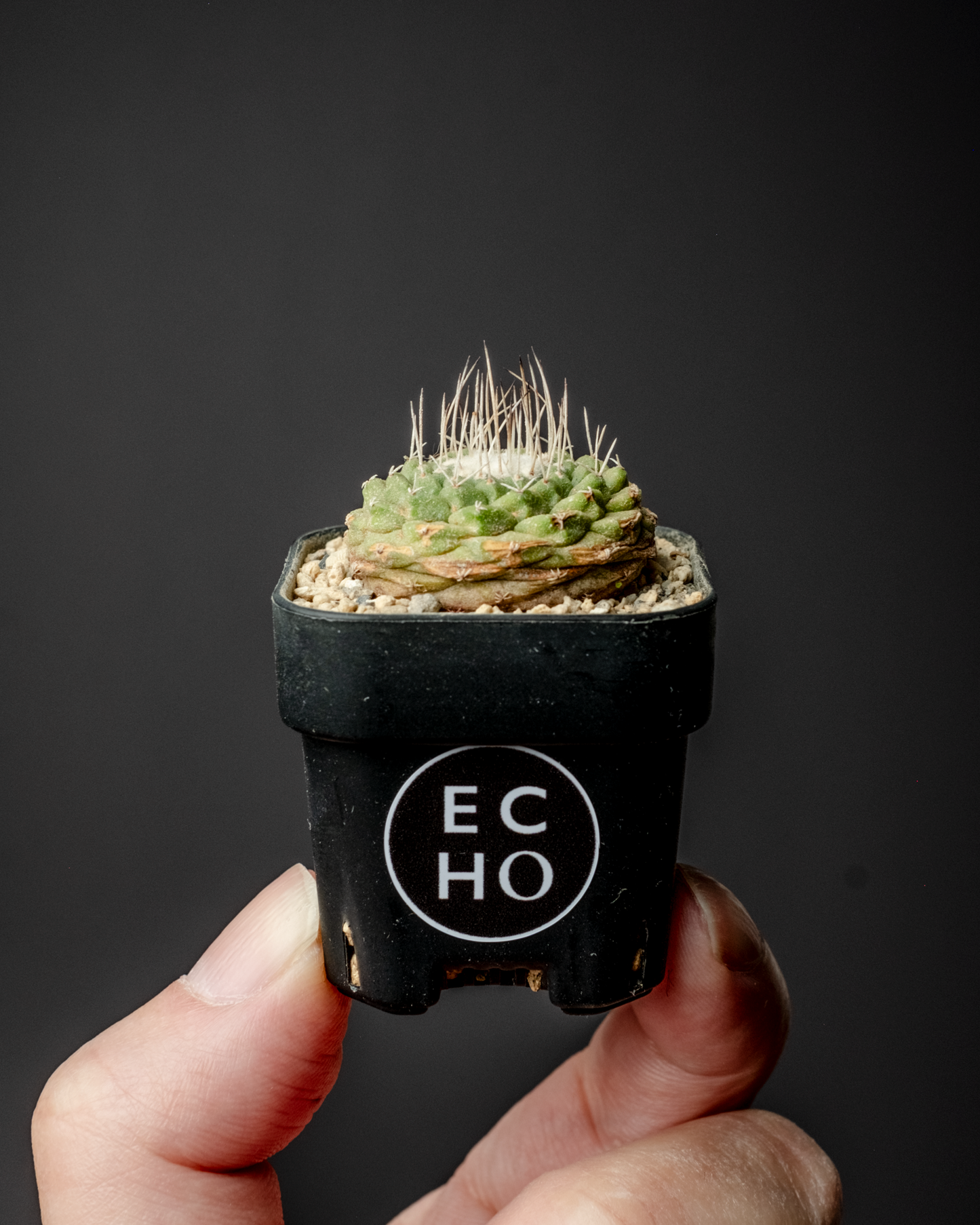 Strombocactus disciformis 菊水 #1