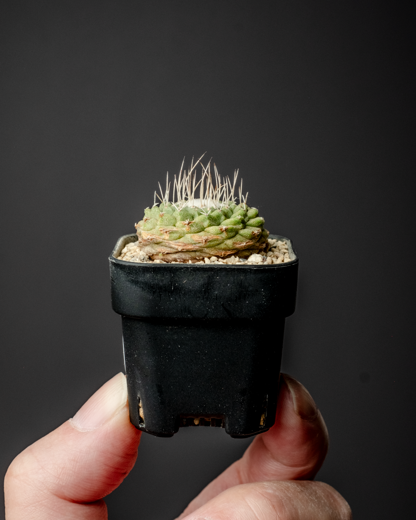 Strombocactus disciformis 菊水 #1