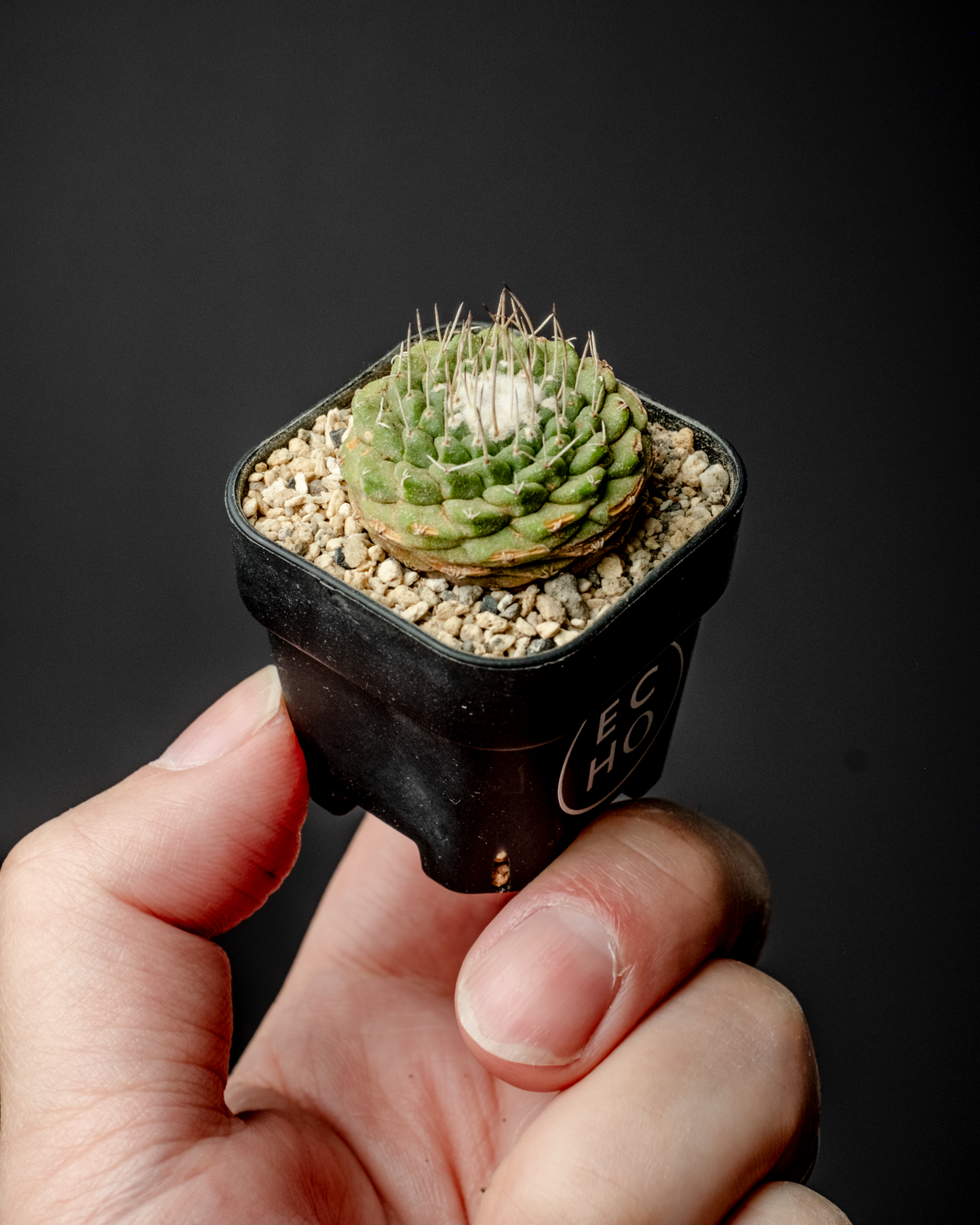 Strombocactus disciformis 菊水 #1