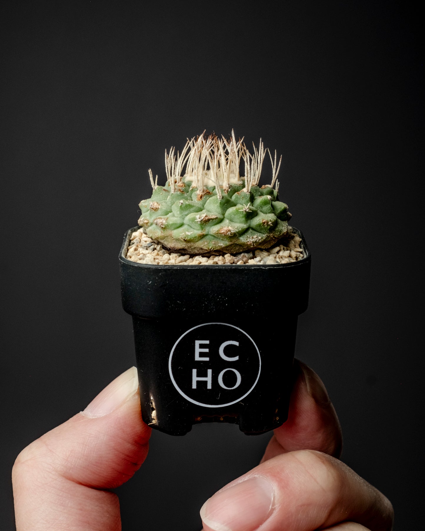 Strombocactus disciformis 白刺菊水 #2