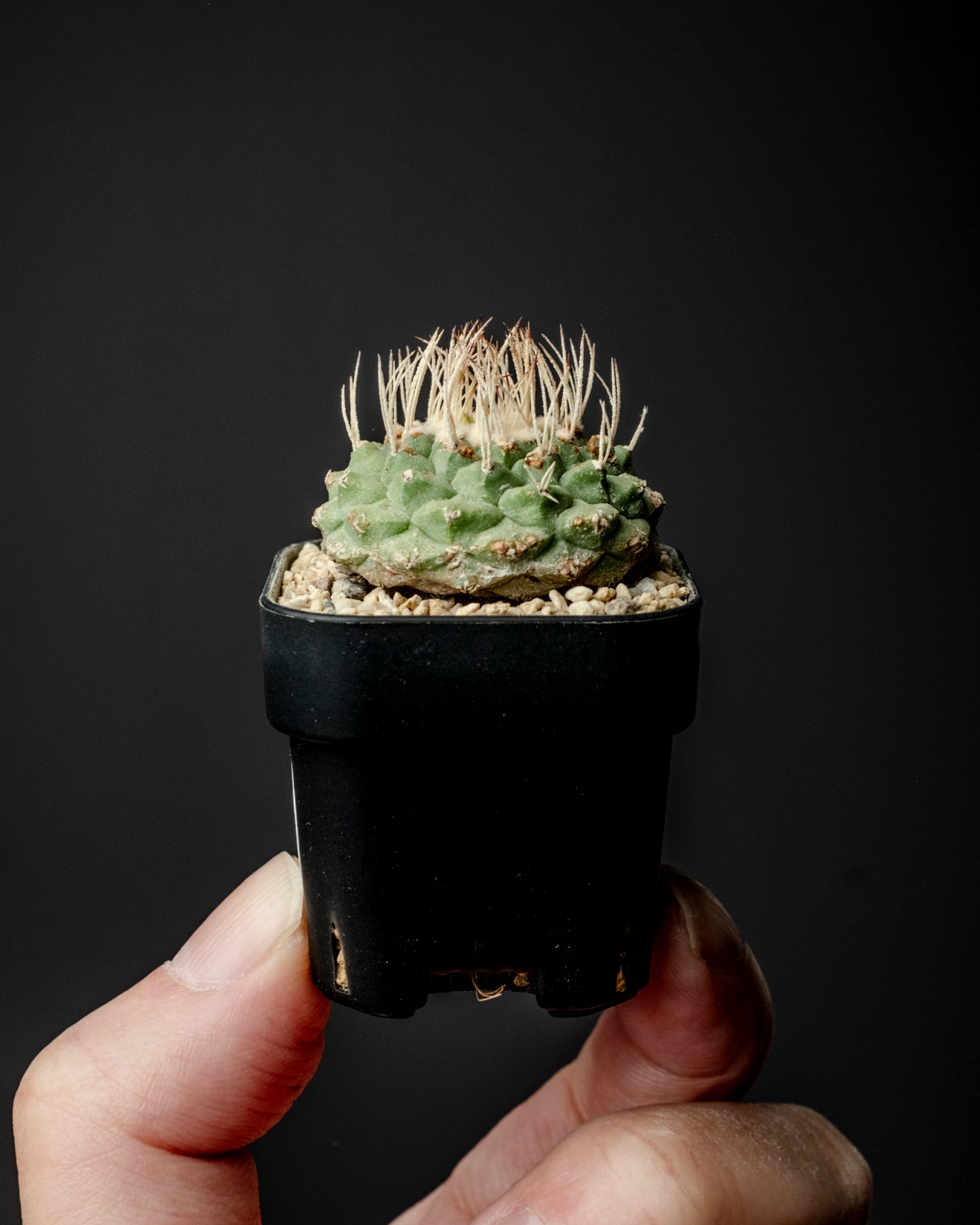 Strombocactus disciformis 白刺菊水 #2