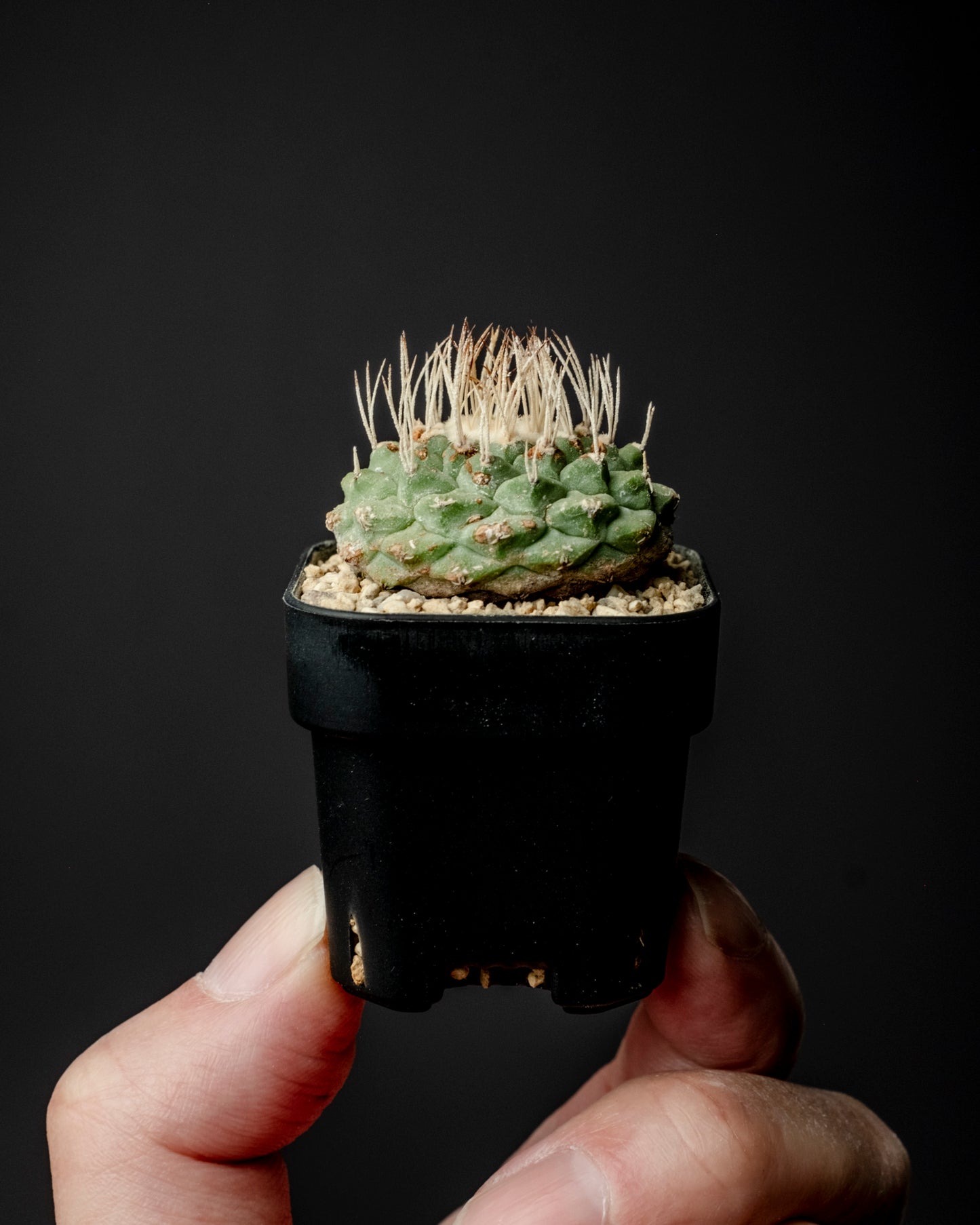 Strombocactus disciformis 白刺菊水 #2