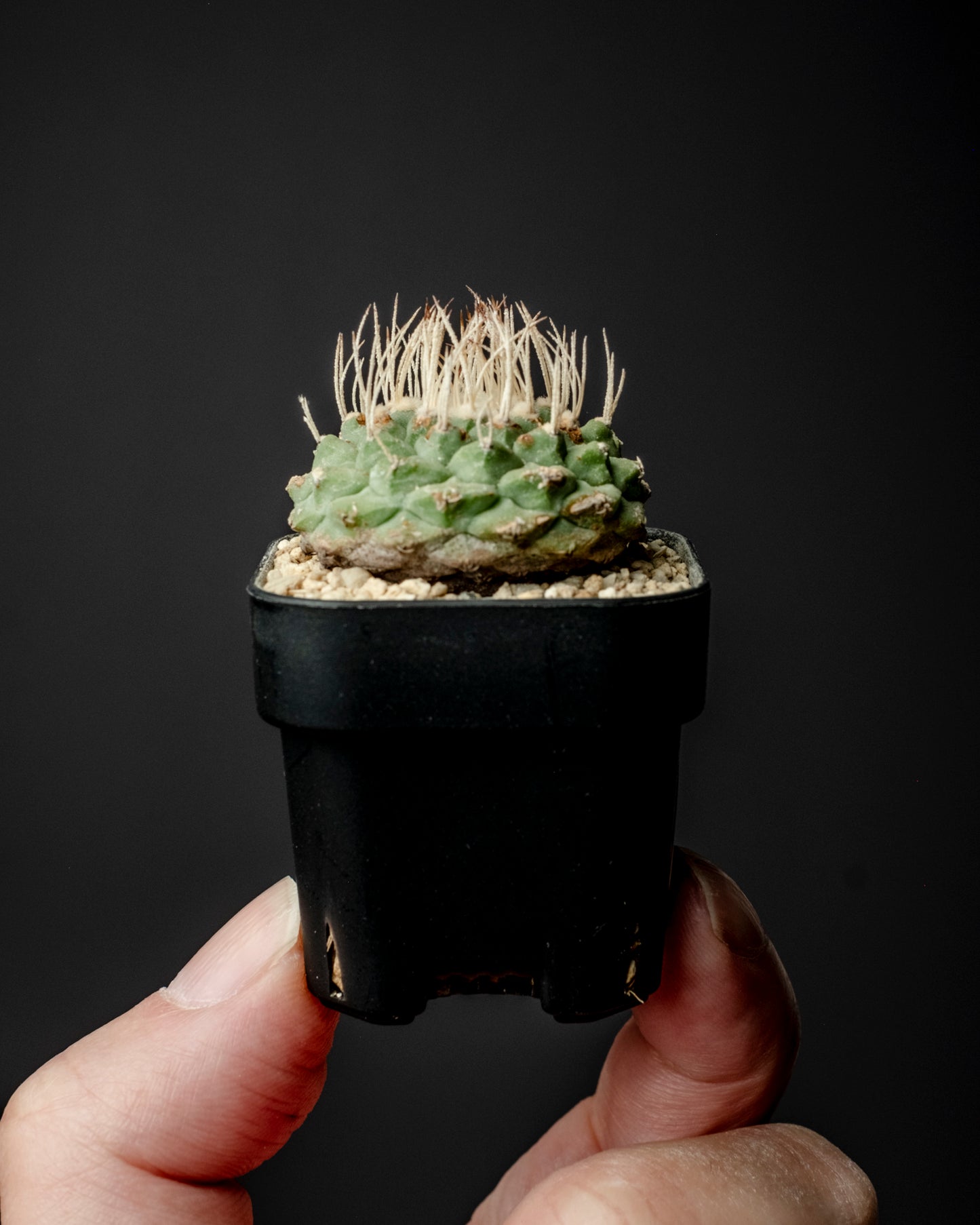 Strombocactus disciformis 白刺菊水 #2