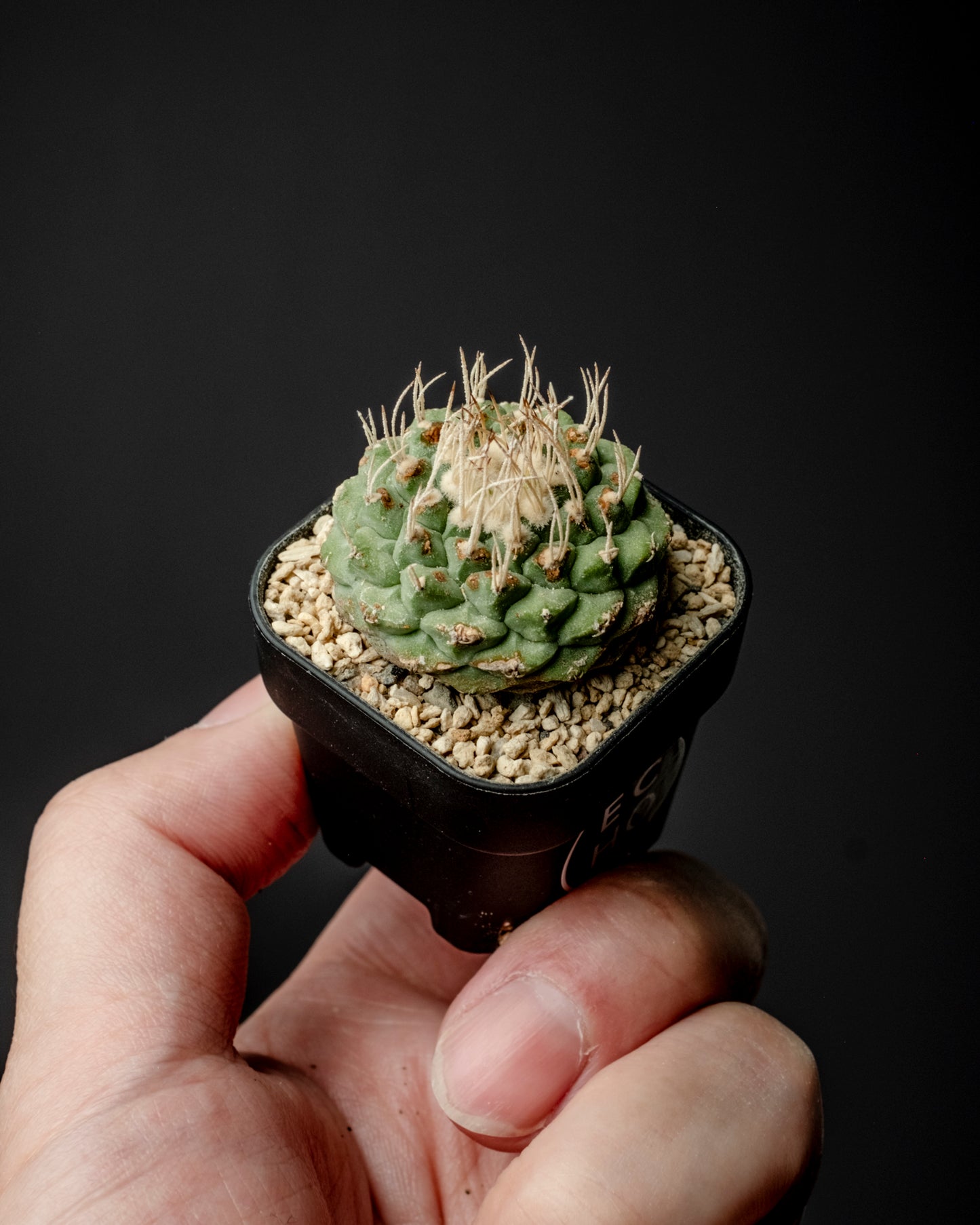 Strombocactus disciformis 白刺菊水 #2