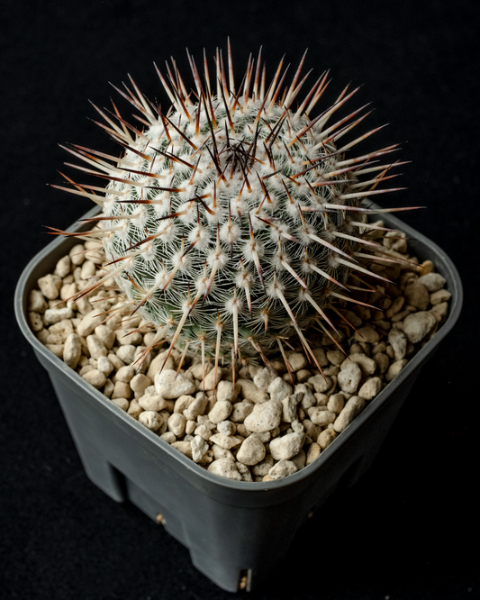 Mammillaria parkinsonii 'Azarashi' #1