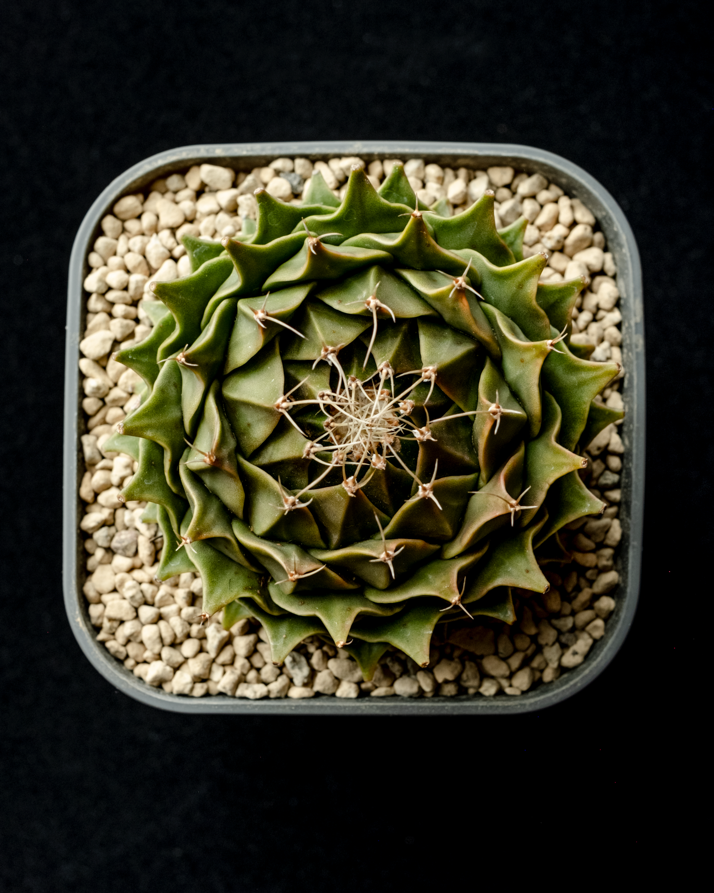 Obregonia denegrii 帝冠 #1