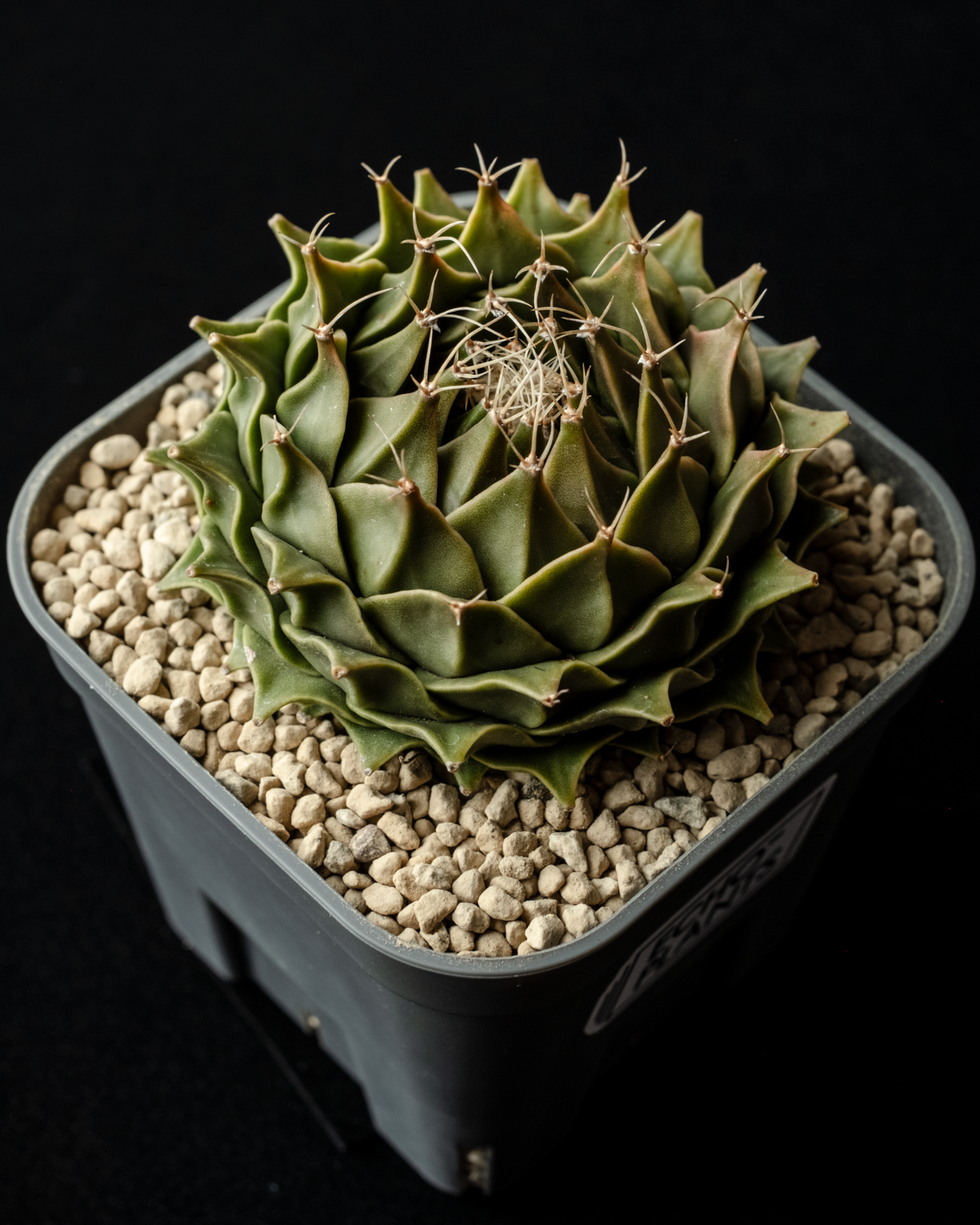 Obregonia denegrii 帝冠 #1