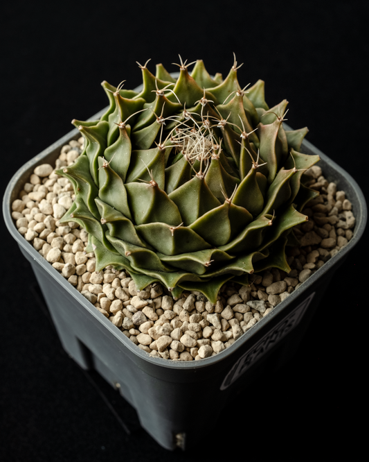 Obregonia denegrii 帝冠 #1