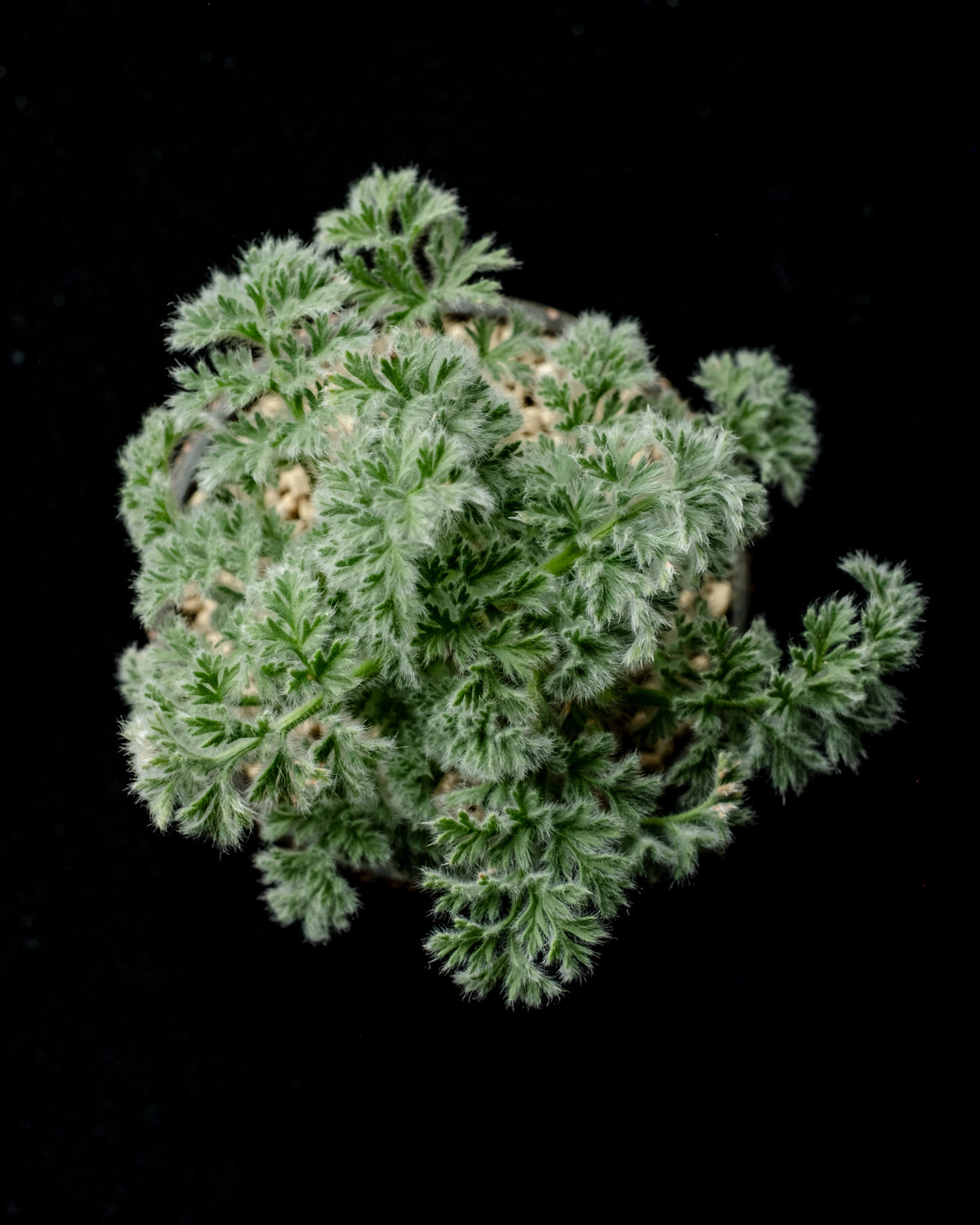 Pelargonium appendiculatum on murasame