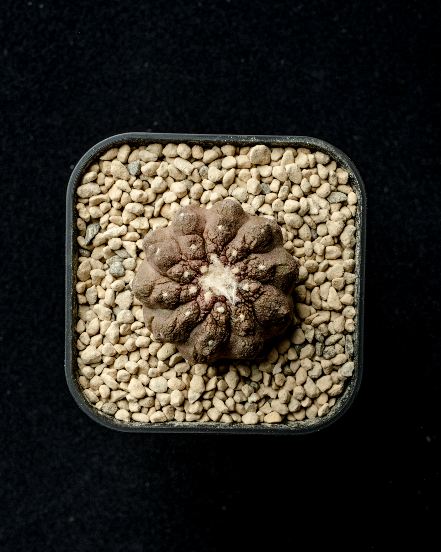 Copiapoa hypogaea ’Lizard skin’
