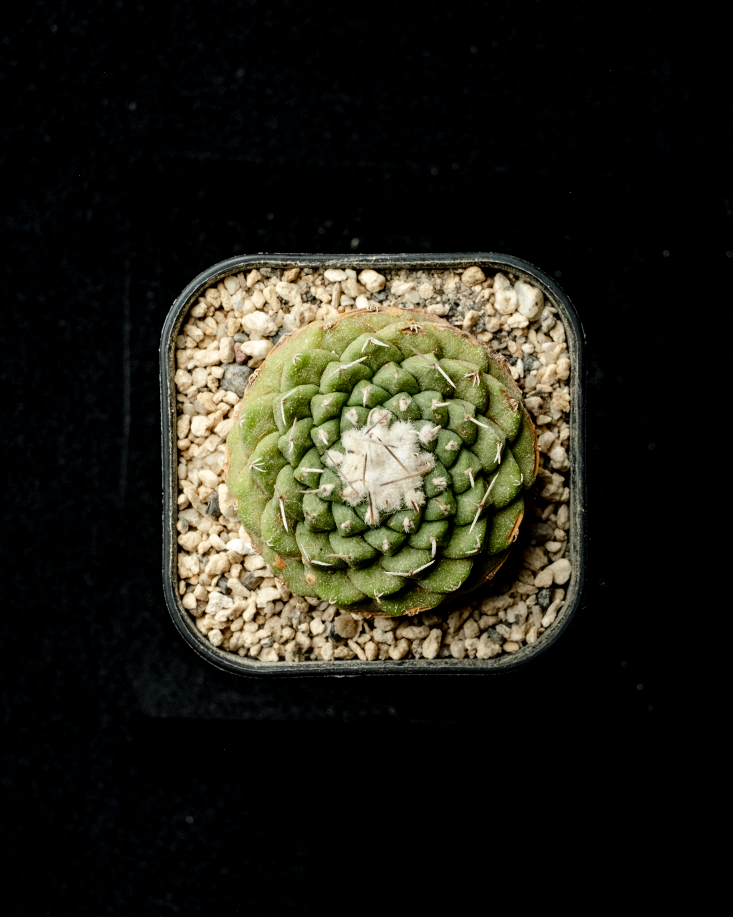 Strombocactus disciformis 菊水 #1