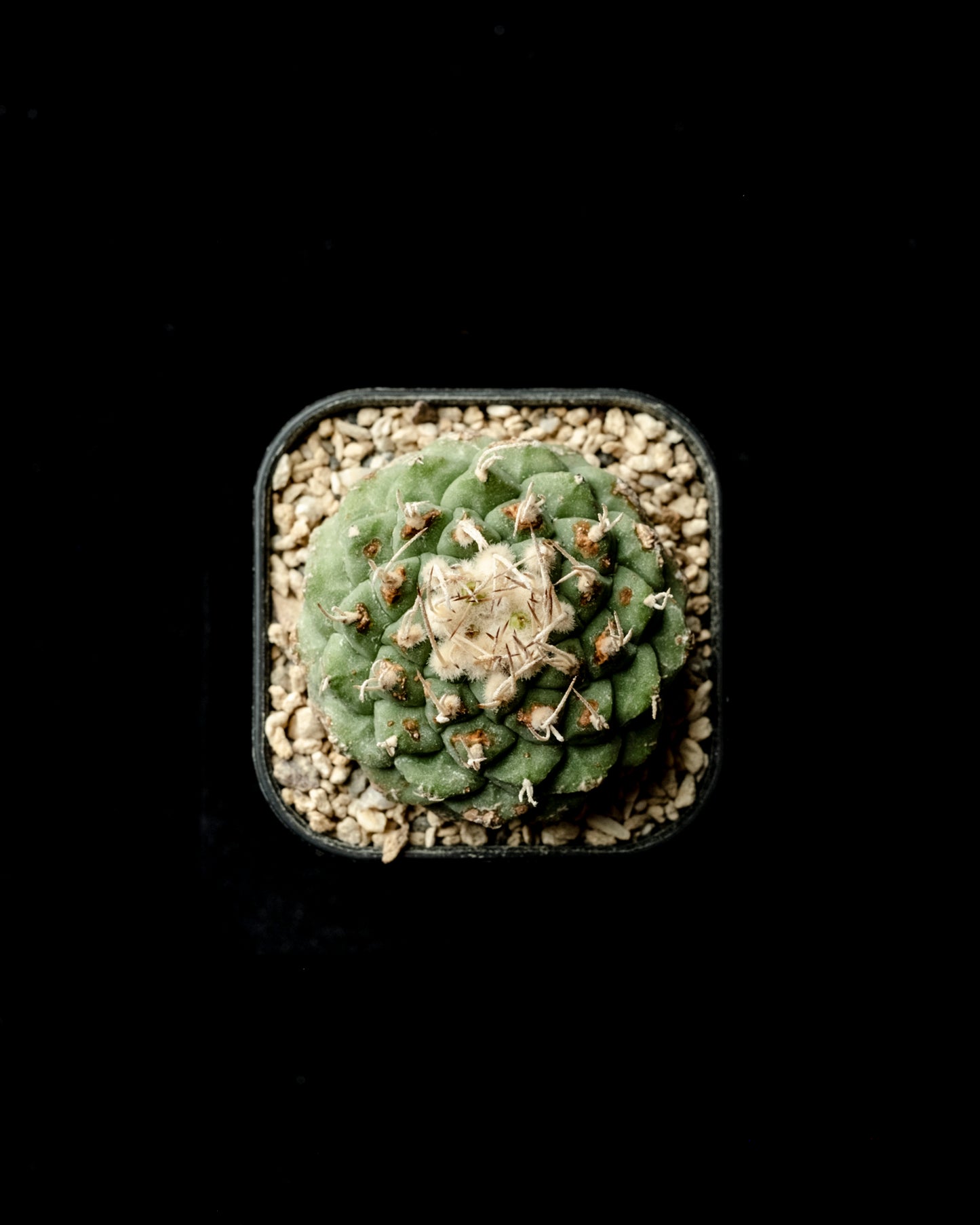 Strombocactus disciformis 白刺菊水 #2