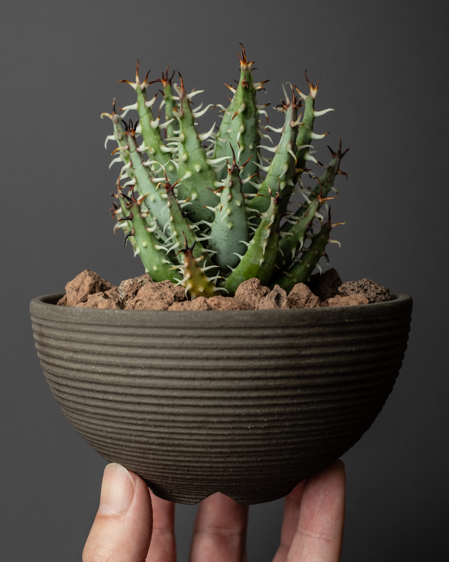 Aloe erinacea on hemisphere mk2