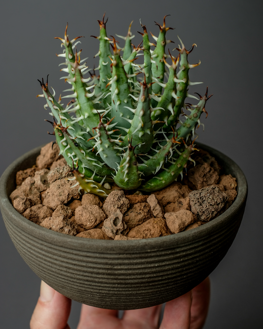 Aloe erinacea on hemisphere mk2