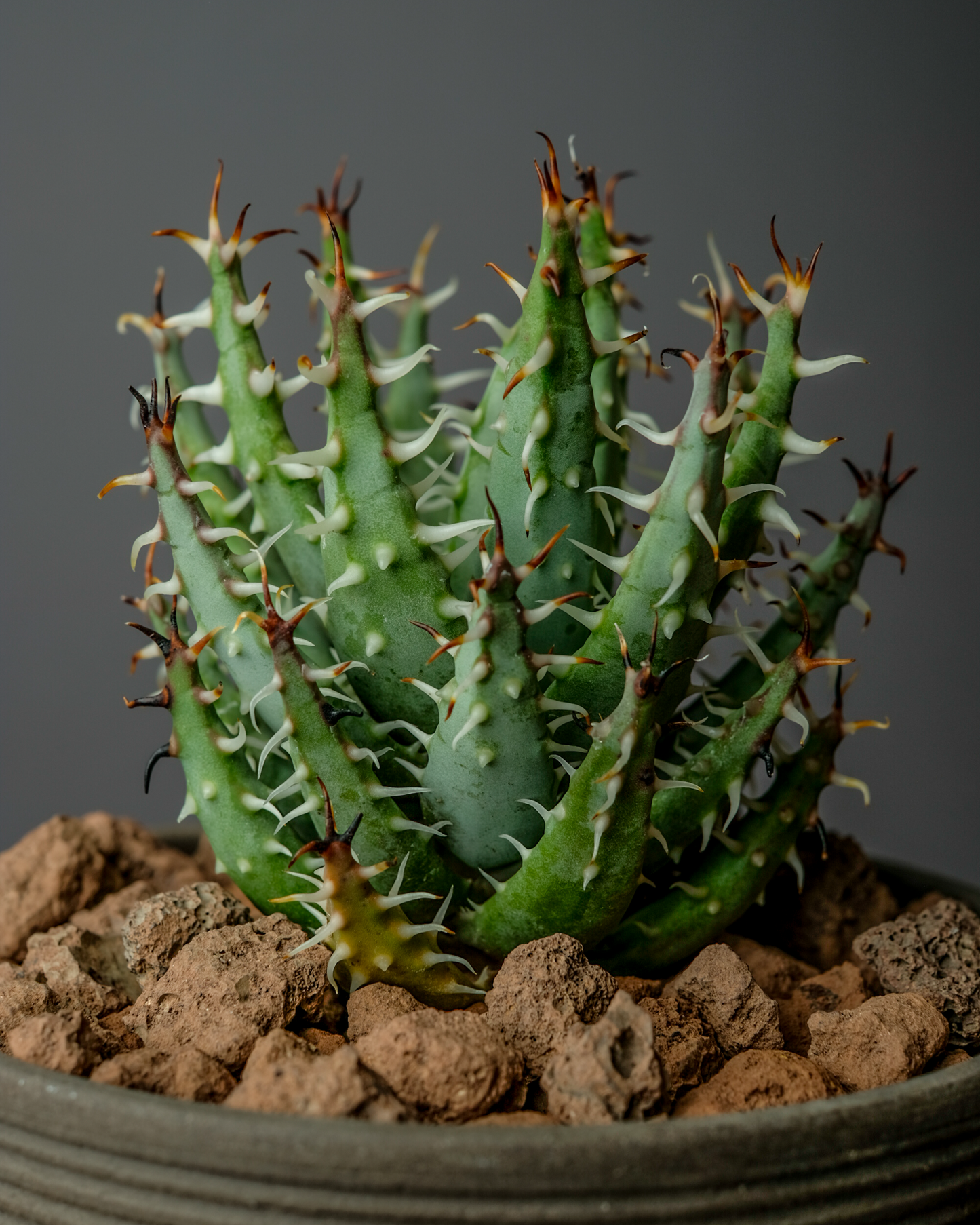 Aloe erinacea on hemisphere mk2