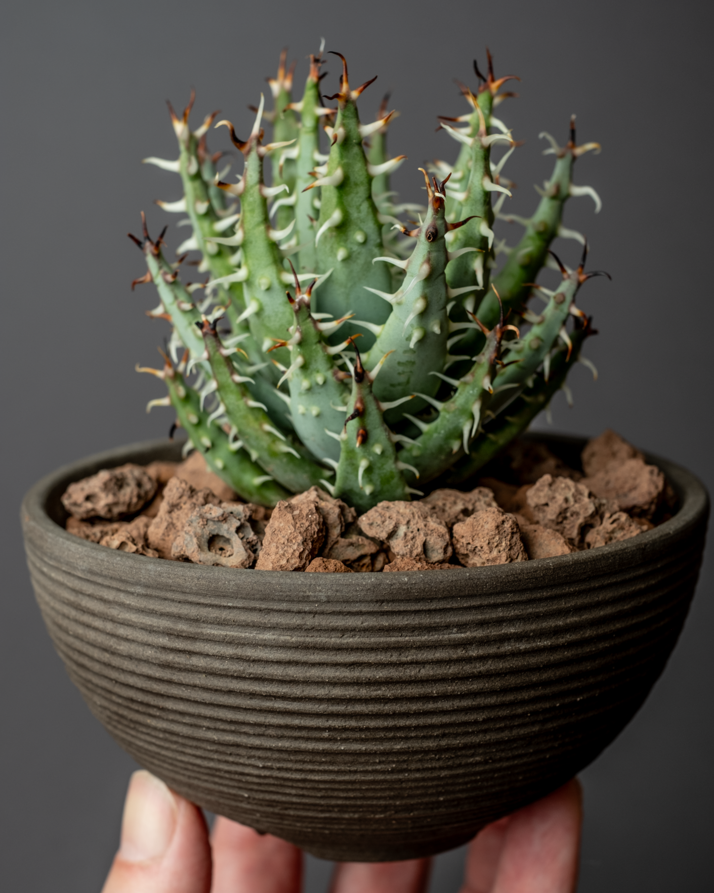 Aloe erinacea on hemisphere mk2