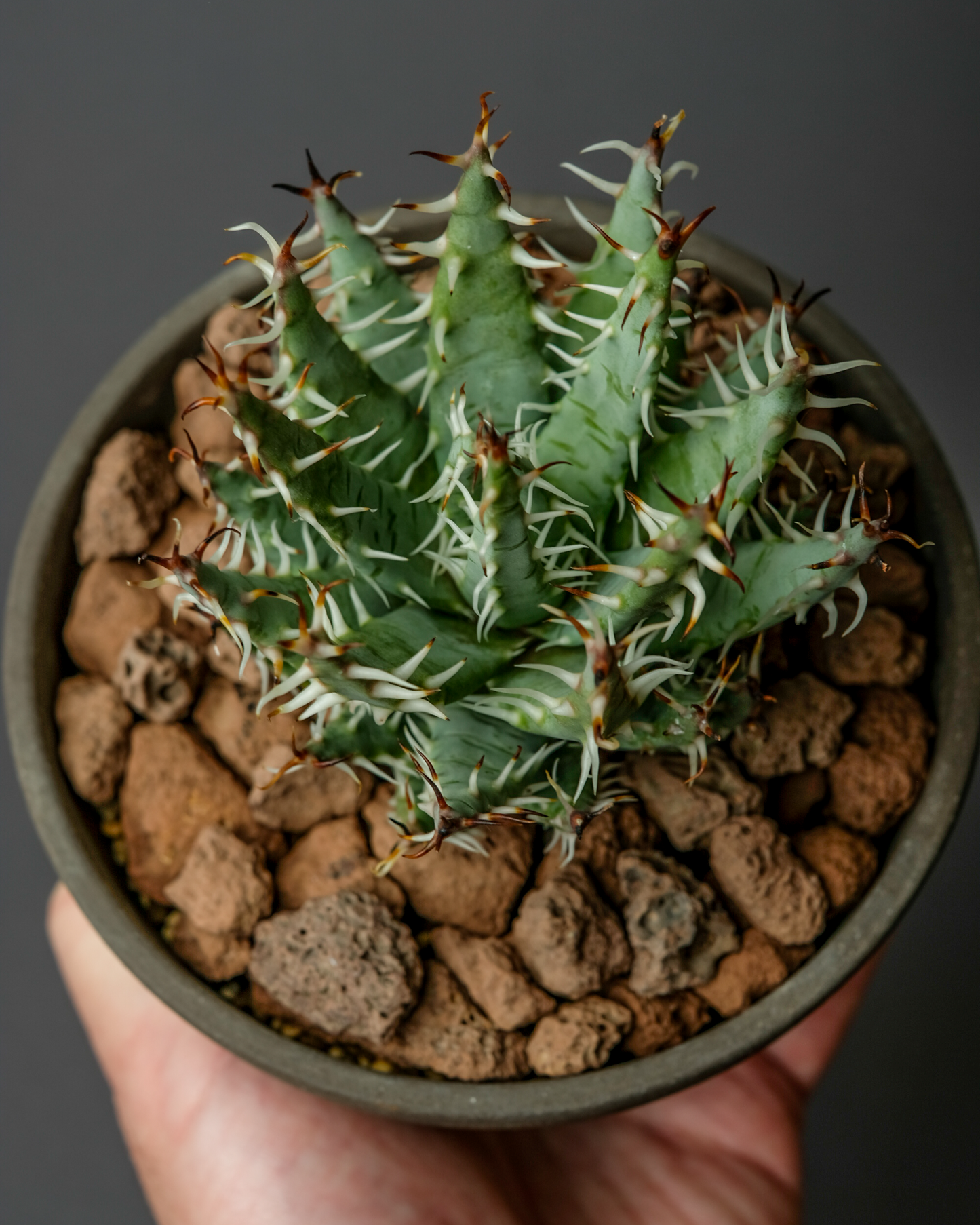 Aloe erinacea on hemisphere mk2