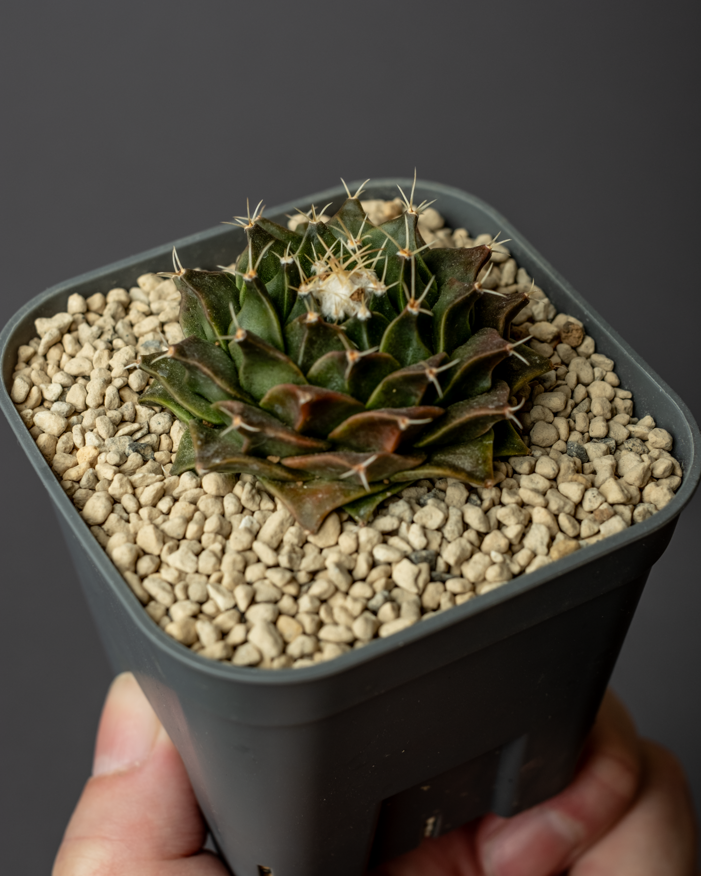 Obregonia denegrii 帝冠