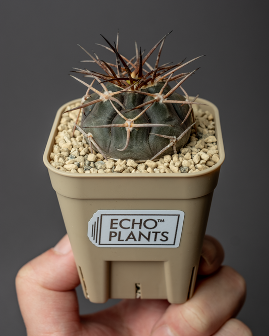 Gymnocalycium mazanense ‘魔天竜’