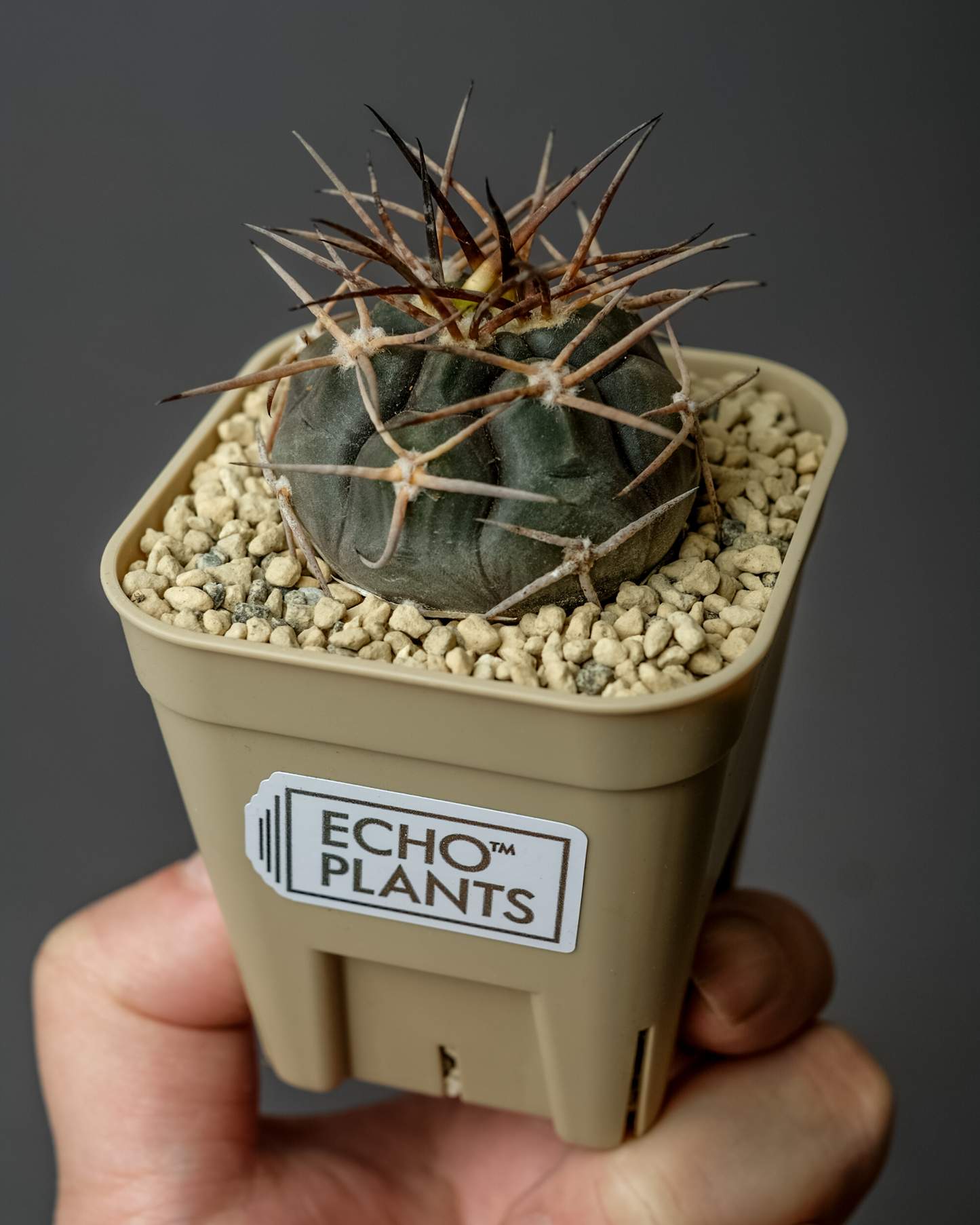 Gymnocalycium mazanense ‘魔天竜’