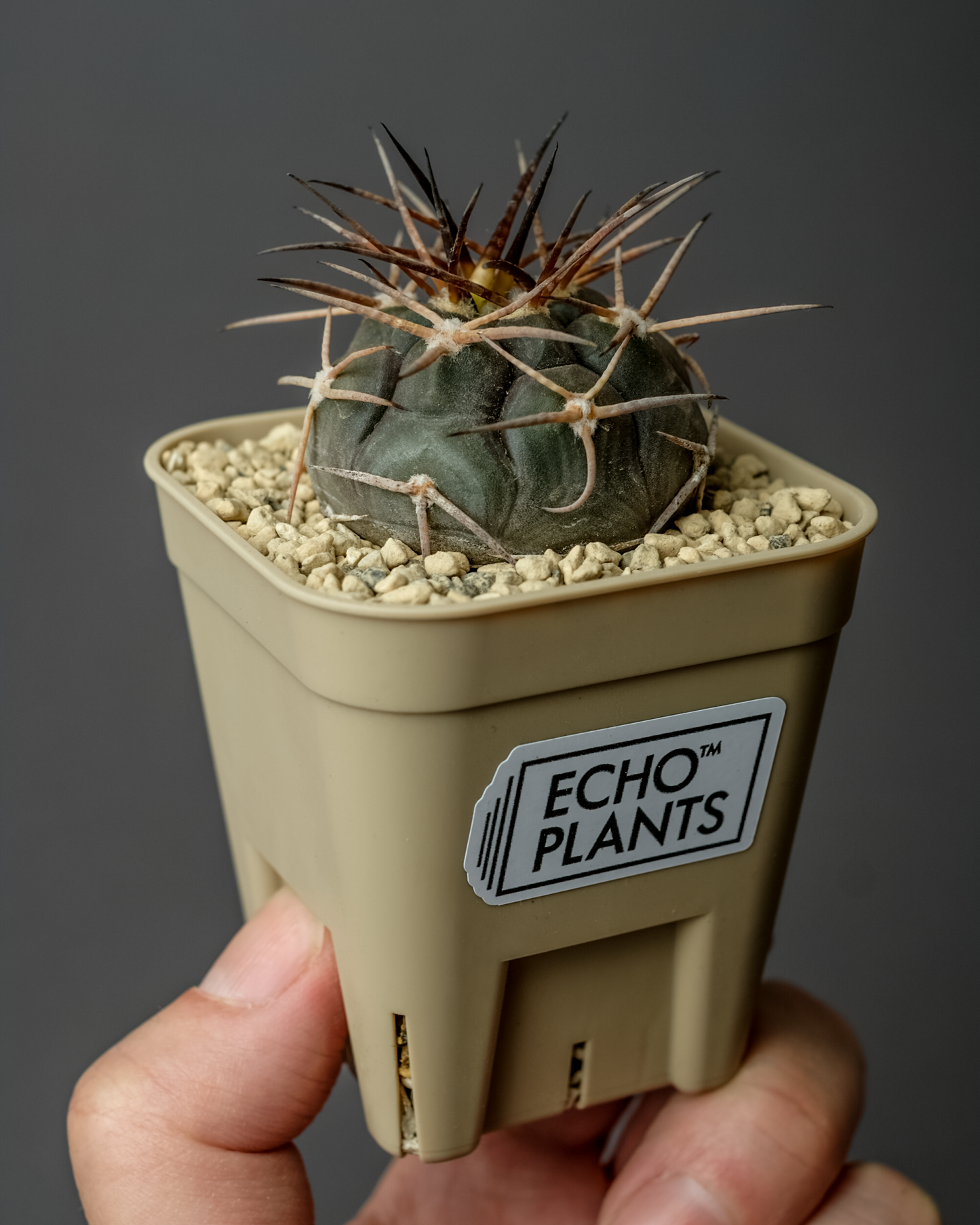 Gymnocalycium mazanense ‘魔天竜’