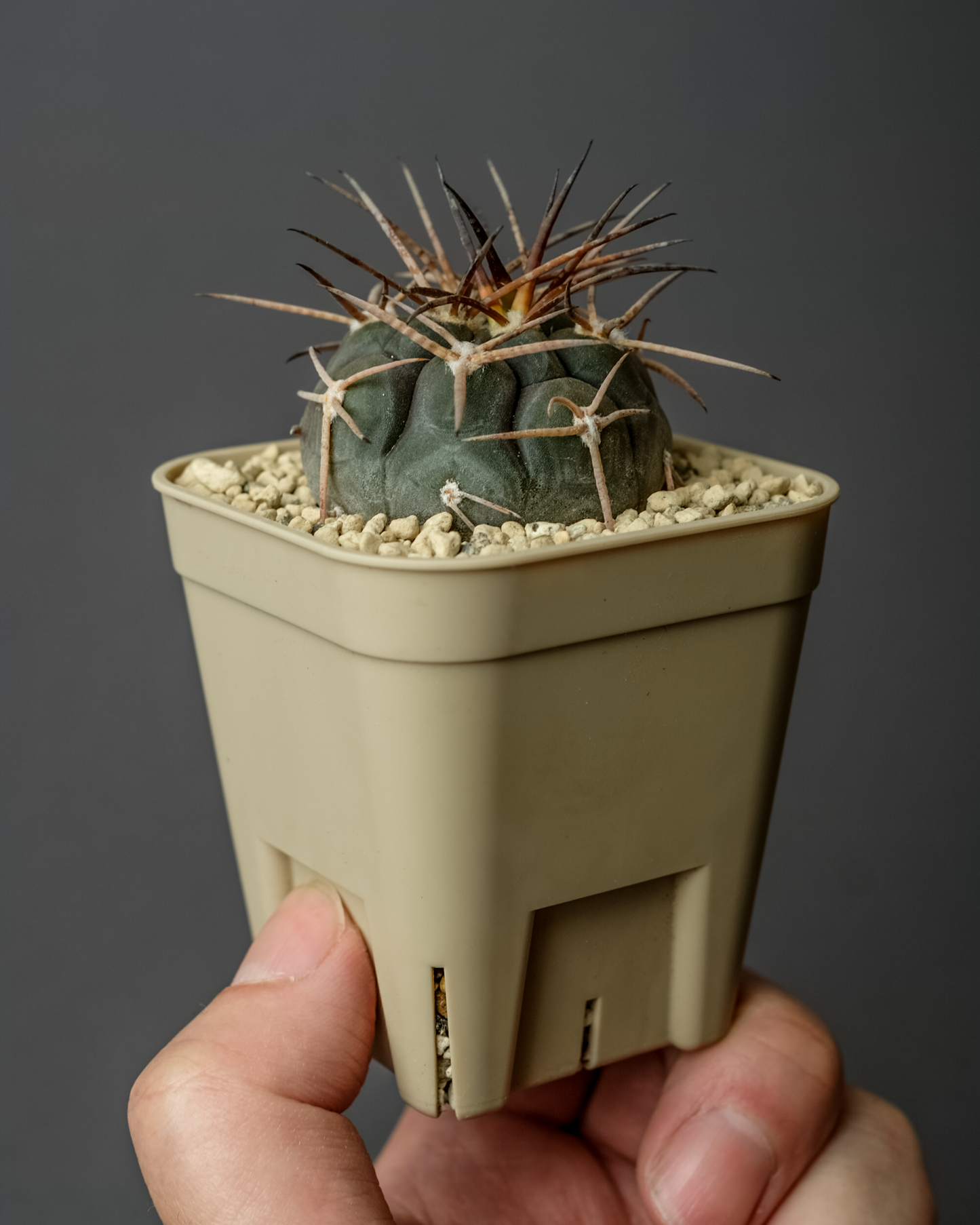 Gymnocalycium mazanense ‘魔天竜’