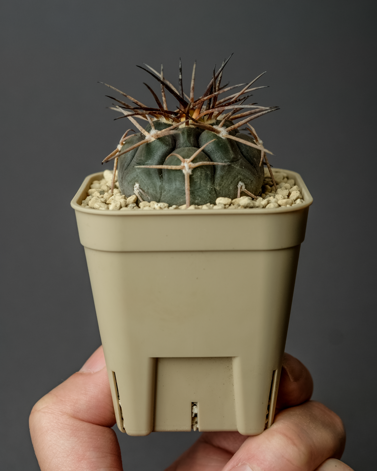 Gymnocalycium mazanense ‘魔天竜’